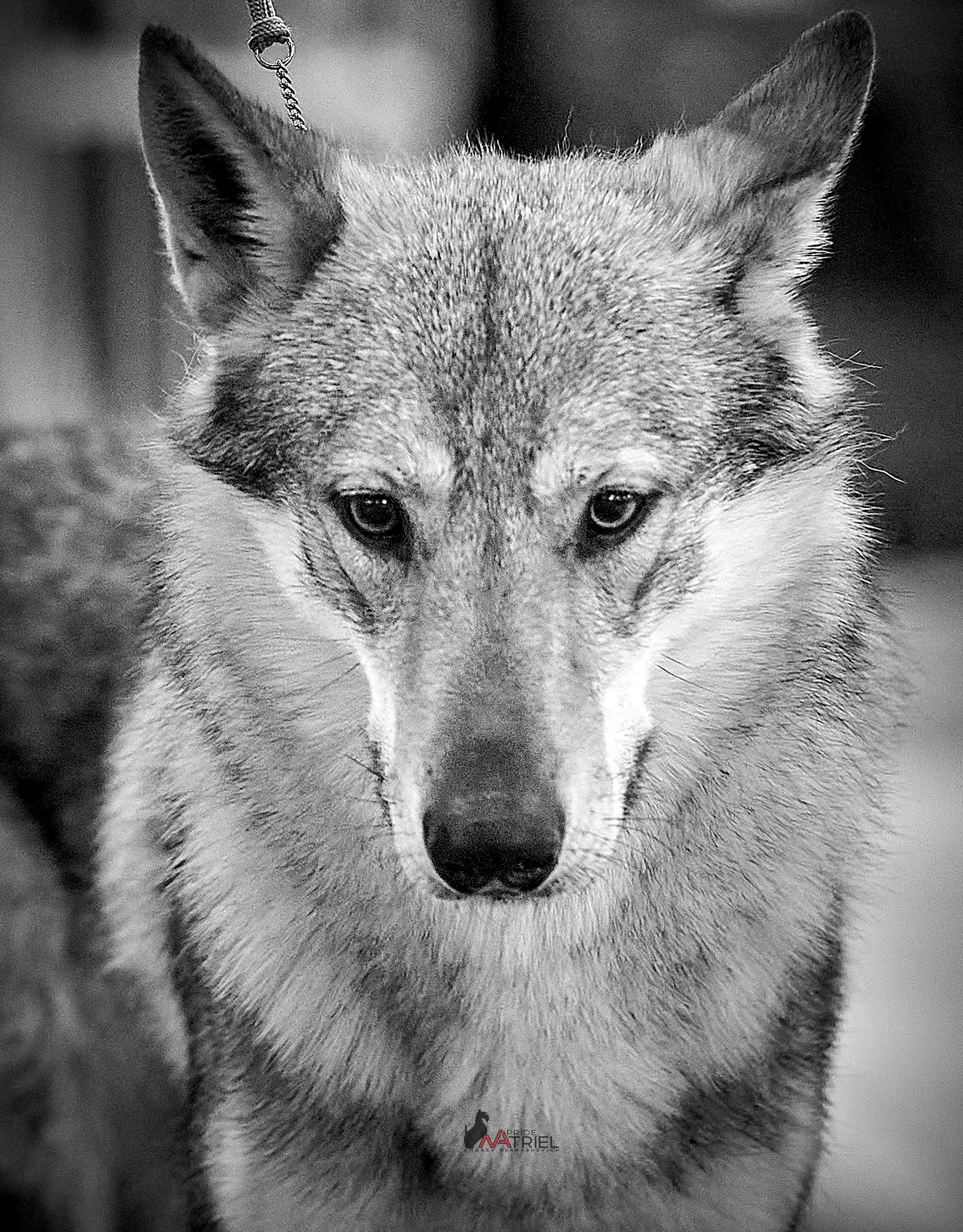 Картинки с выставки — галерея NATRIEL