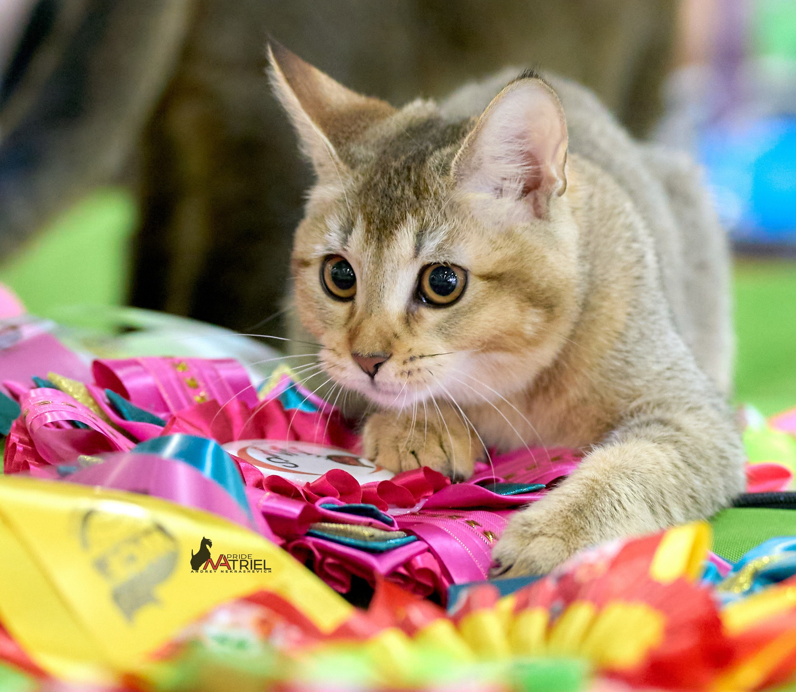 Кошки на выставках — галерея NATRIEL