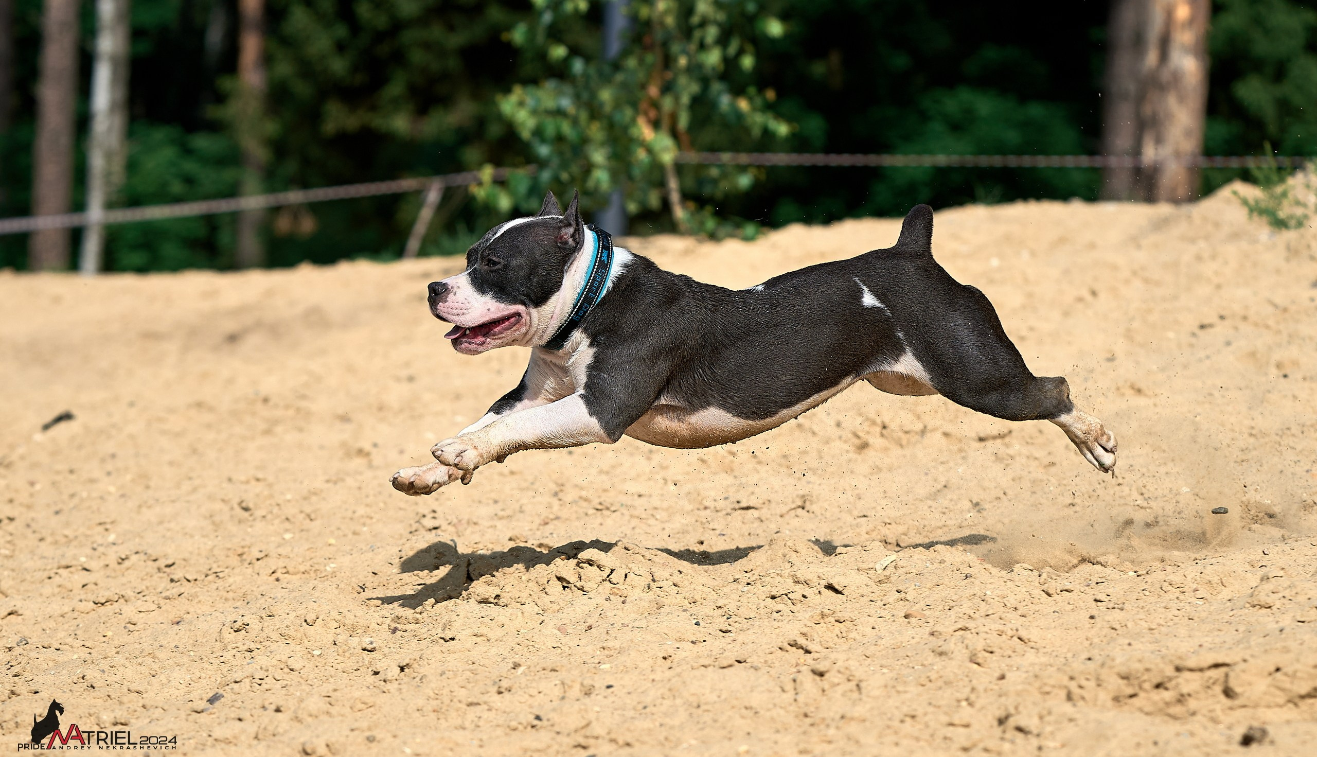 Фотопрогулка с булли