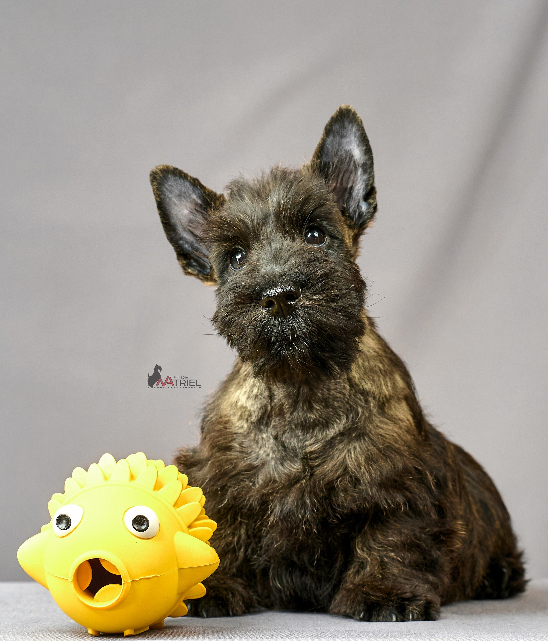 Съемка щенков скотч-терьеров