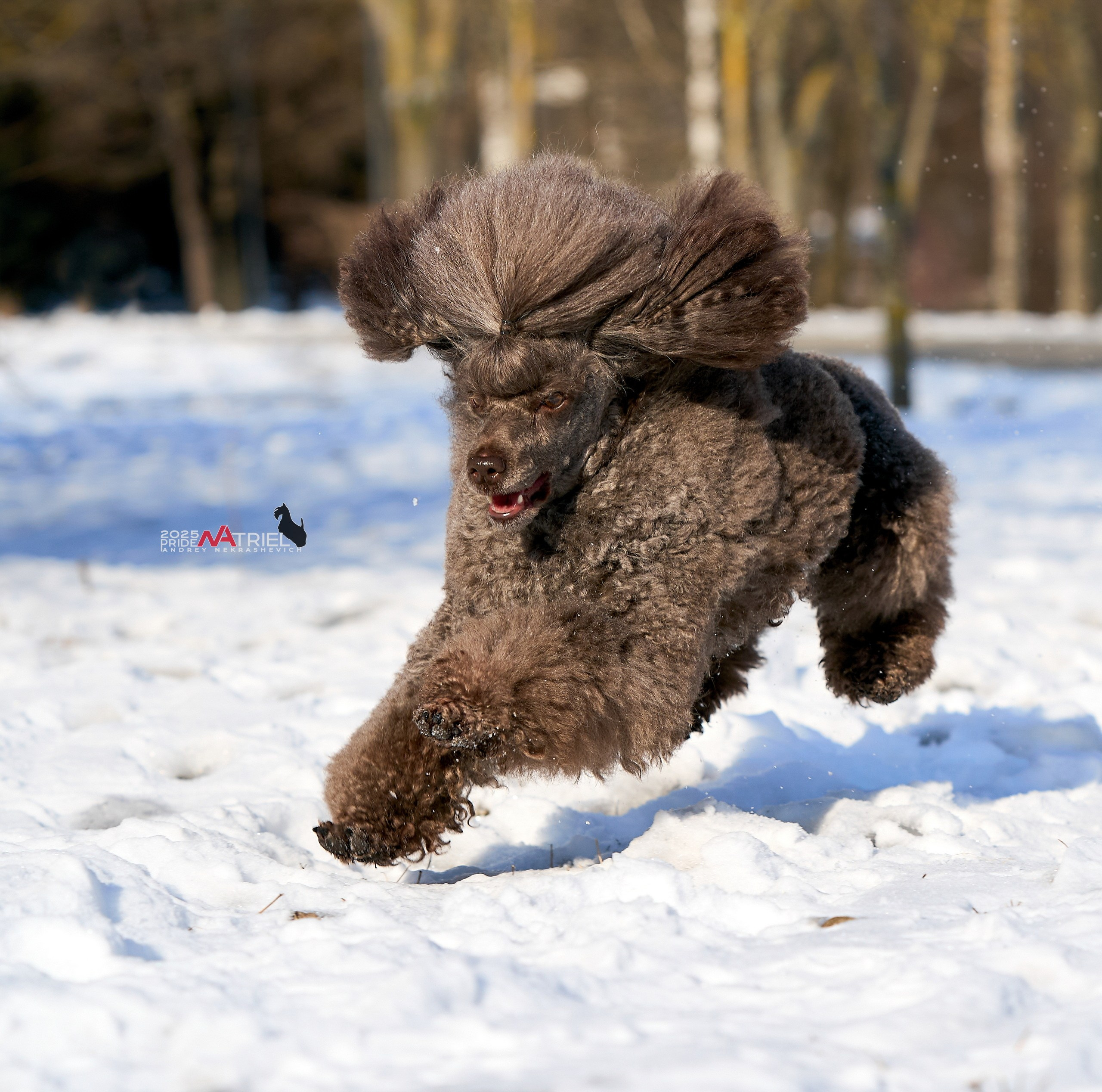 Фотопрогулка с пуделем