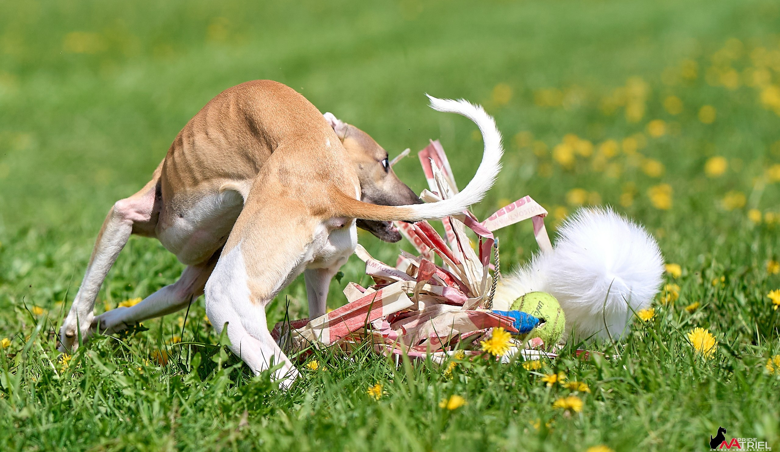 Съемка курсинг — галерея NATRIEL