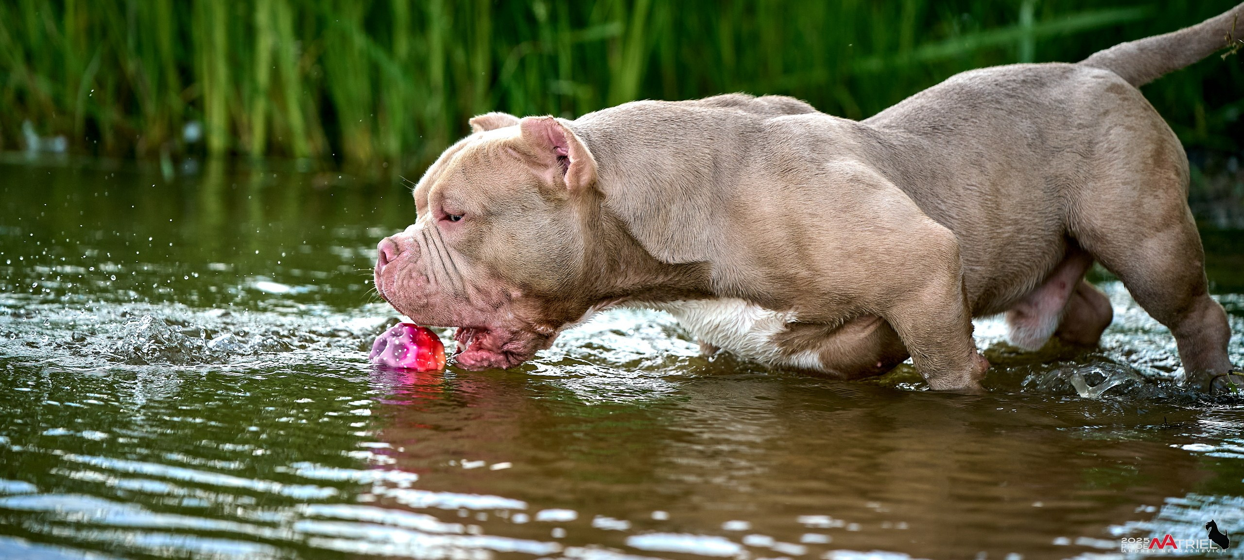 Съемка собак породы булли на природе