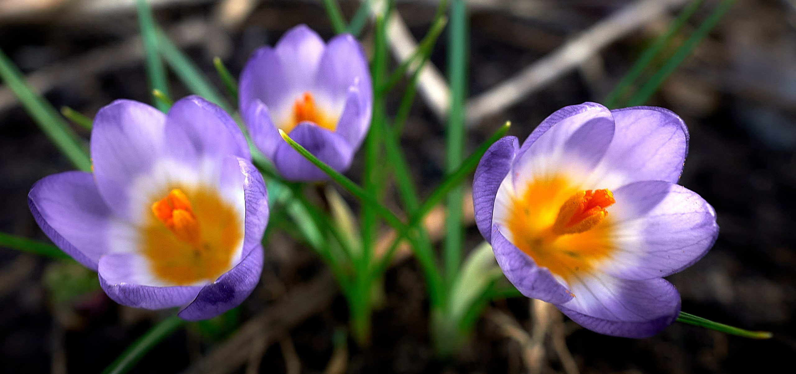 Лютики-цветочки — галерея NATRIEL
