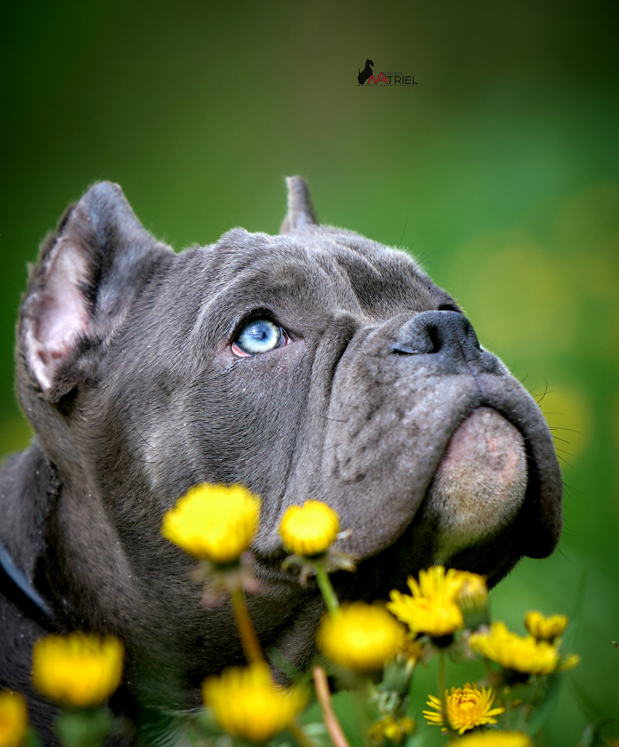 Портреты собак — галерея NATRIEL