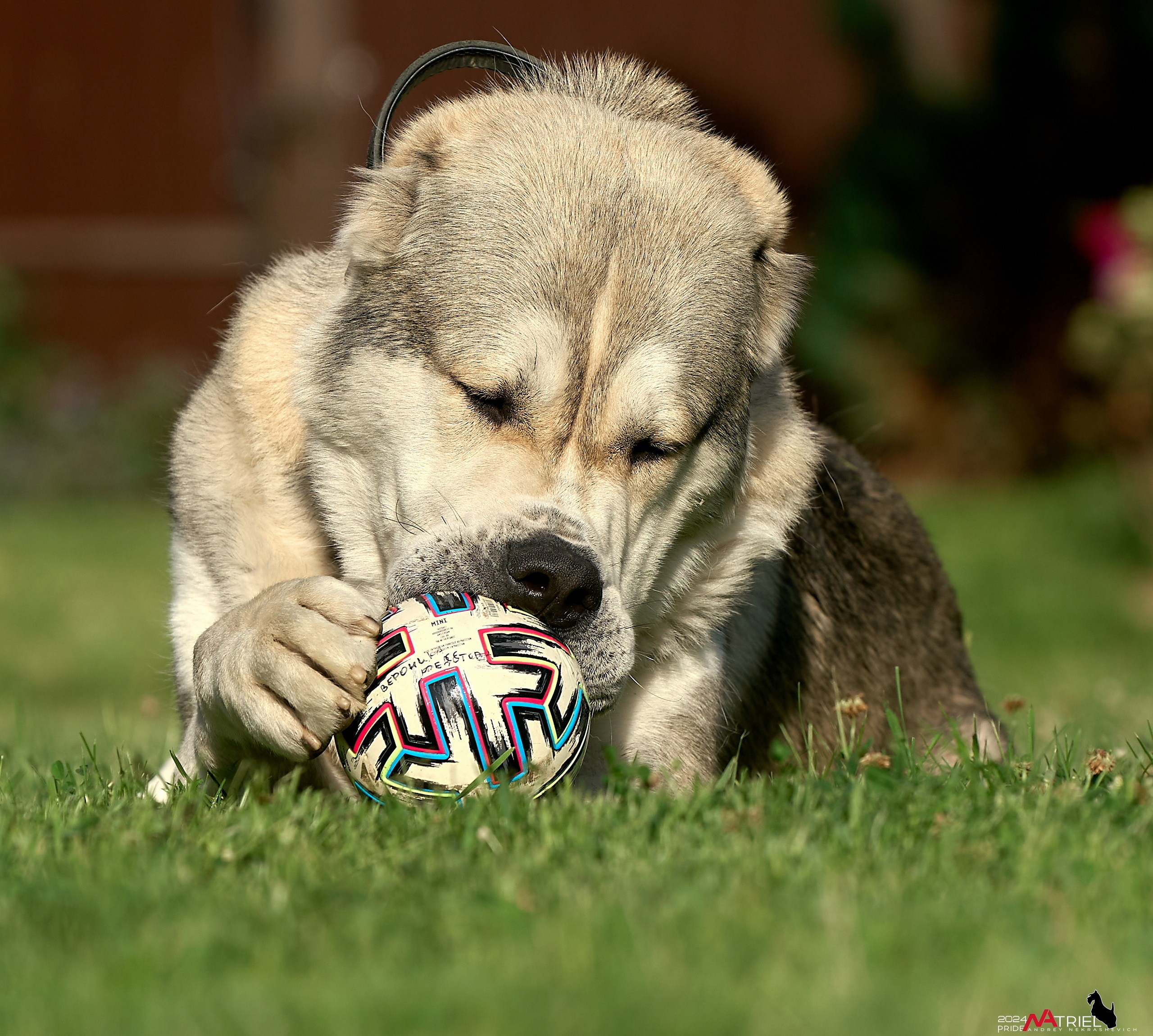 Съемка собак с выездом к Вам в дом