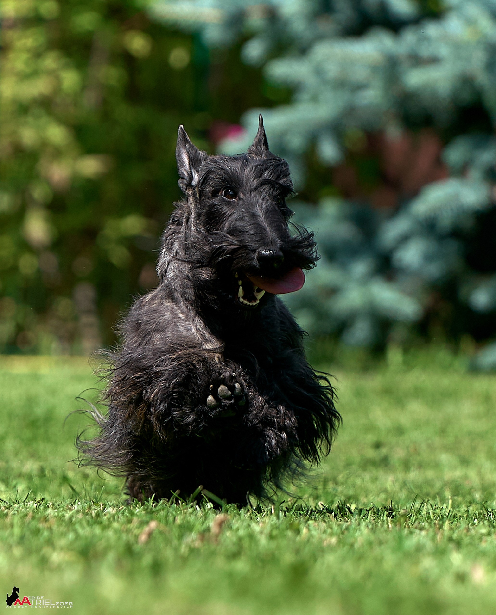 Алабаи и скотч-терьеры в питомнике у Ольги