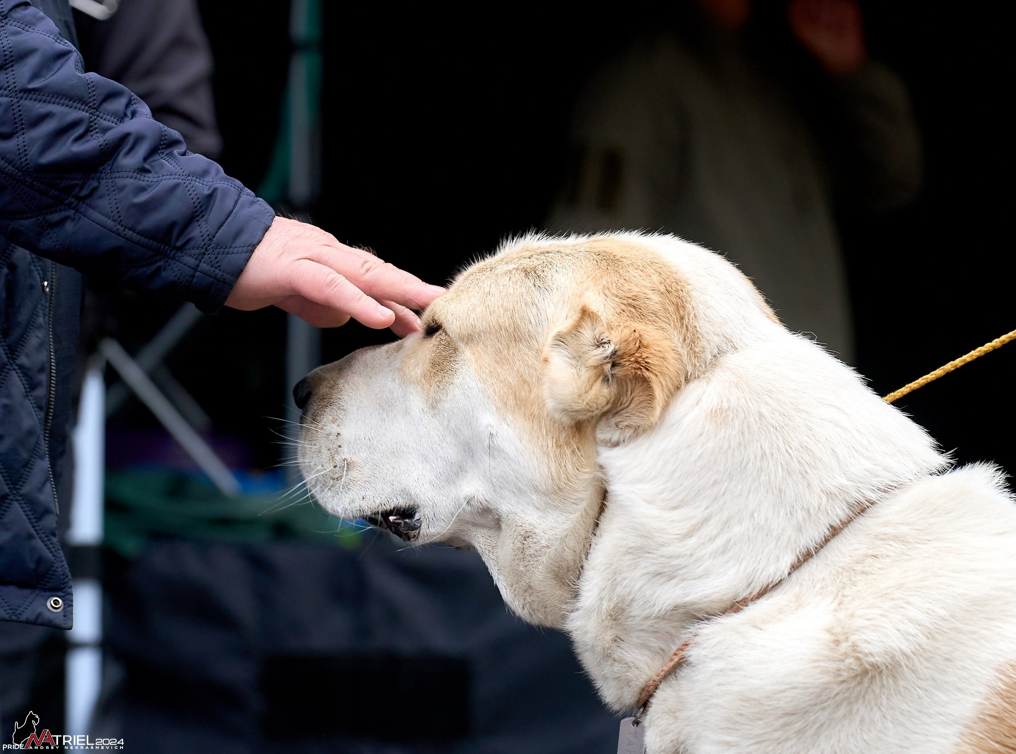 Съемка на выставке САО в Александров
