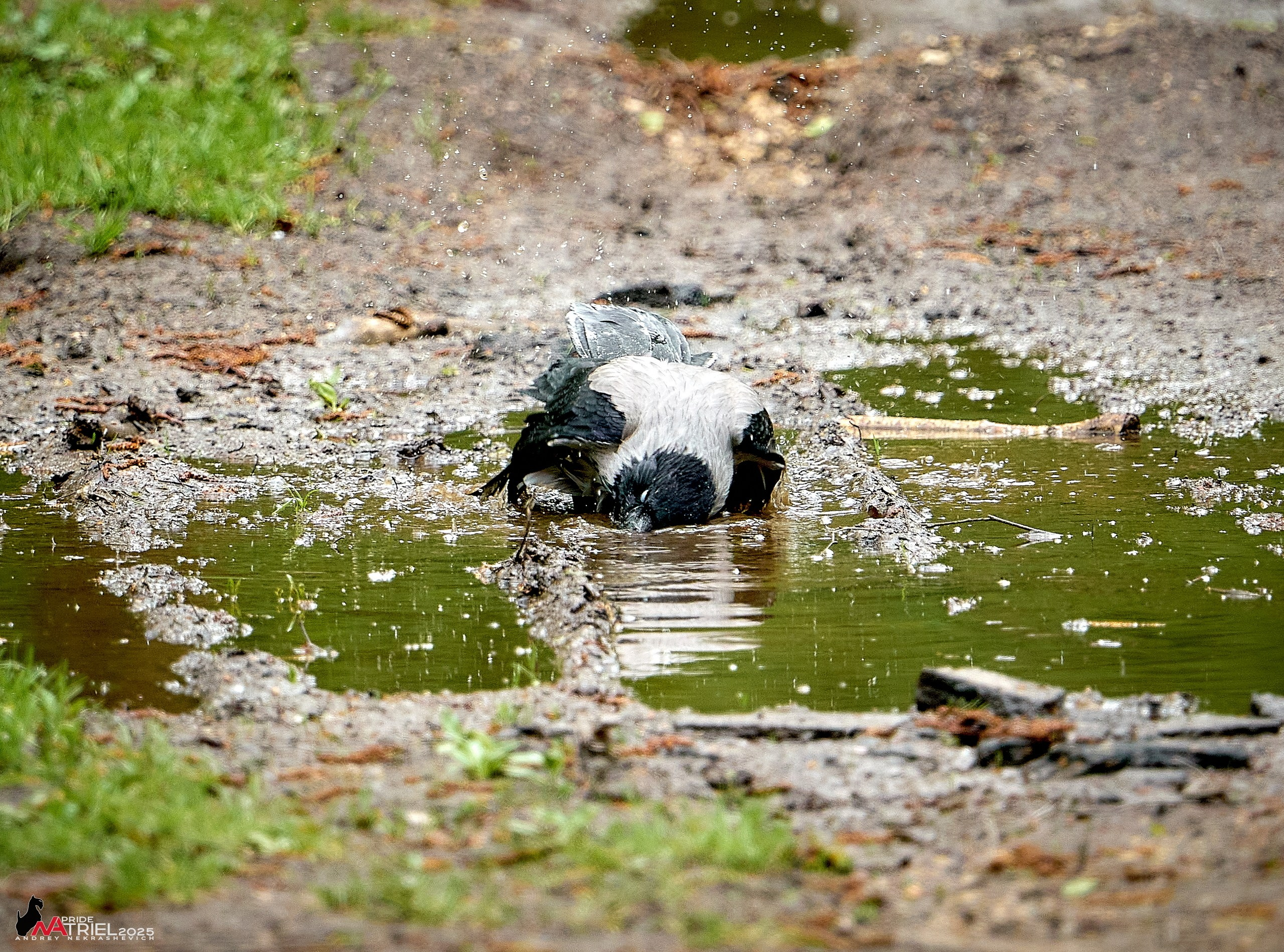 Съемка в майском лесу
