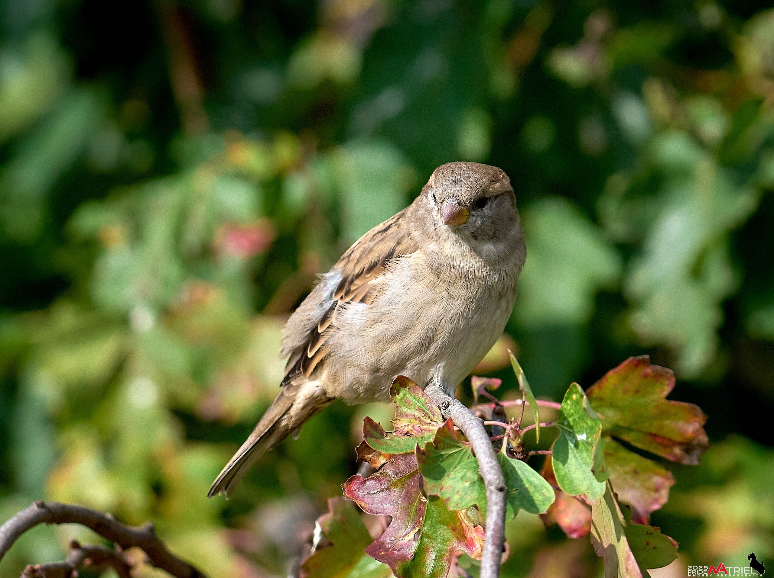 Съемка с объективом Sony 200-600 на камеру Sony A1m2