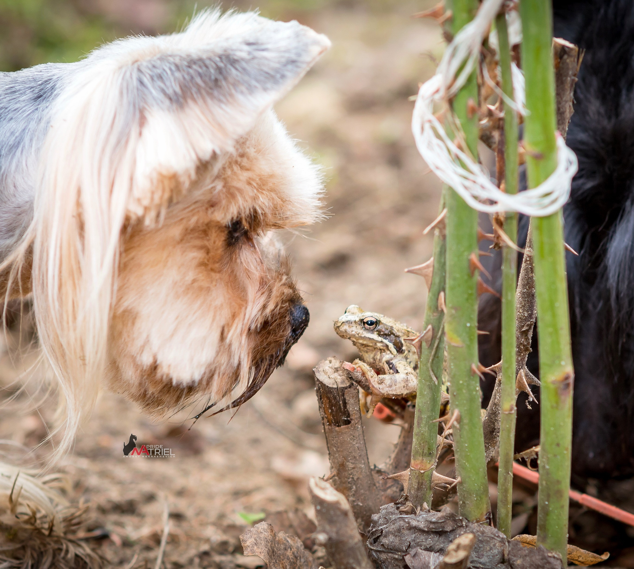 Йоркширский терьер Циля