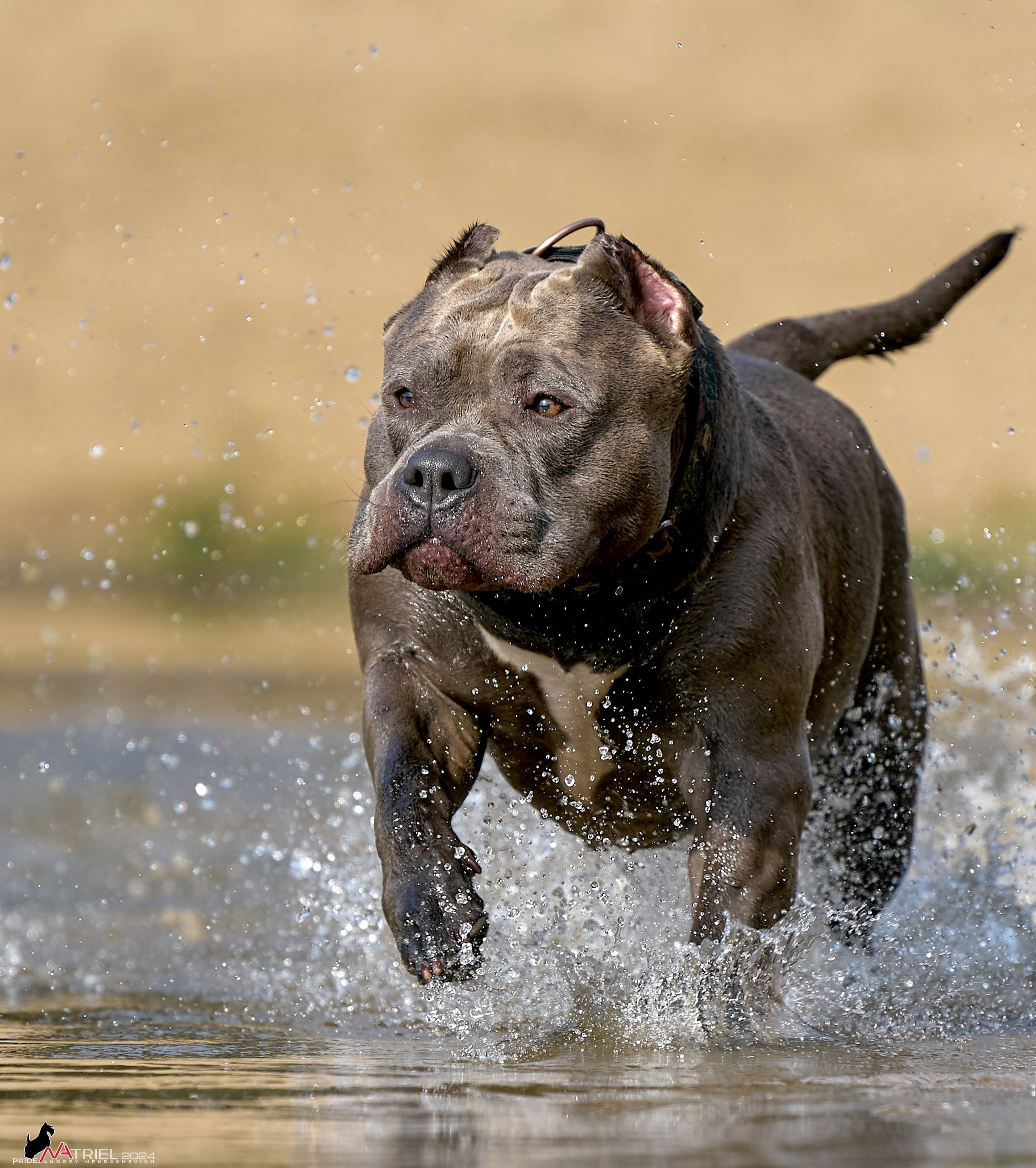 Фотопрогулка с булли