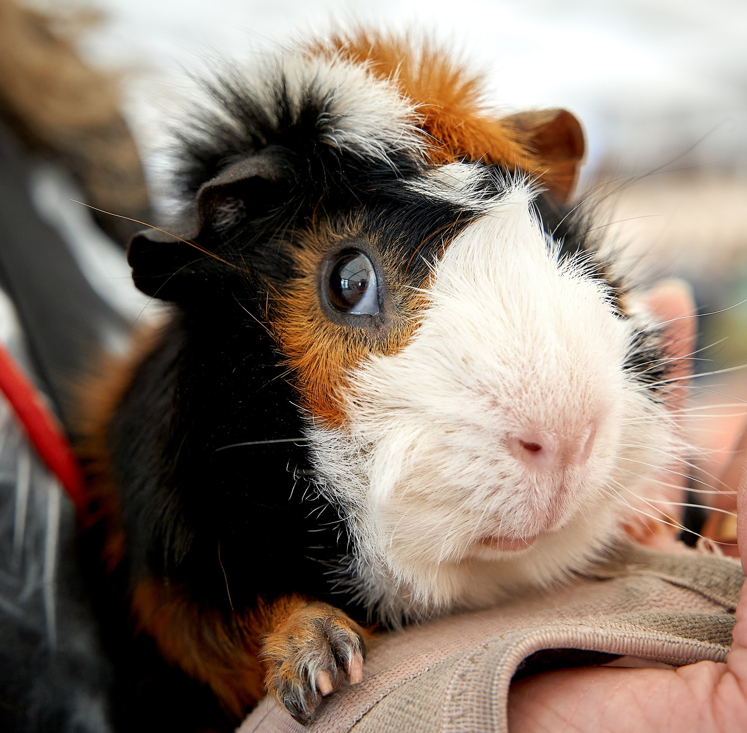 Животные — галерея NATRIEL