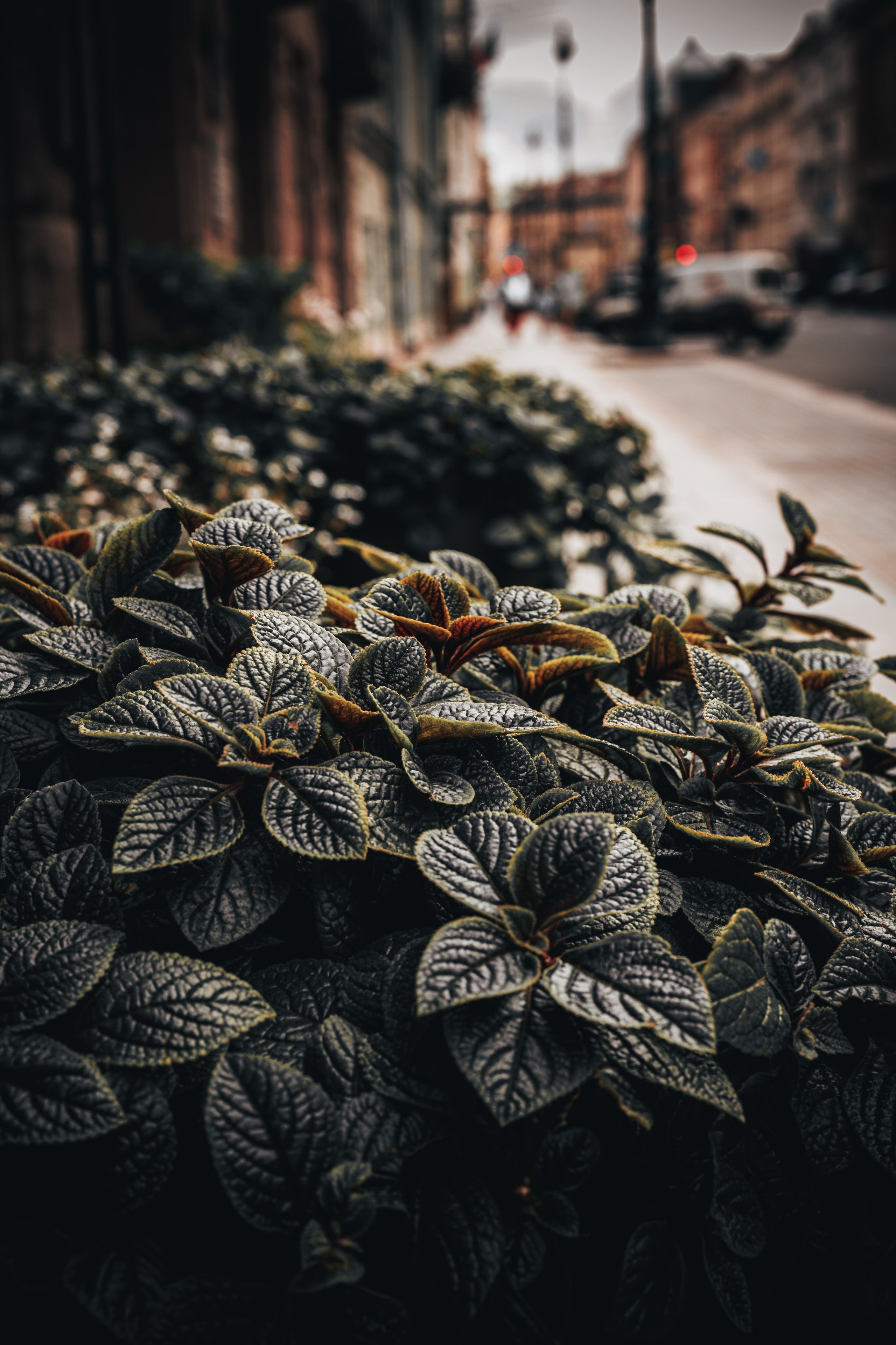 Street. Фотограф в Санкт-Петербурге Шевцов Андрей