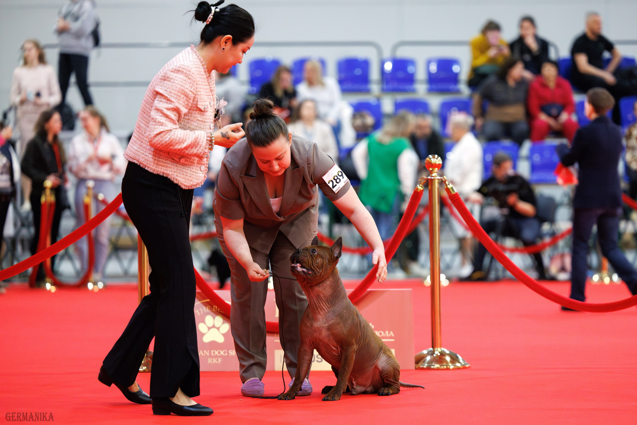 Лучшие Собаки России 17-18.02.2024. Фотограф-анималист Юлия Германика