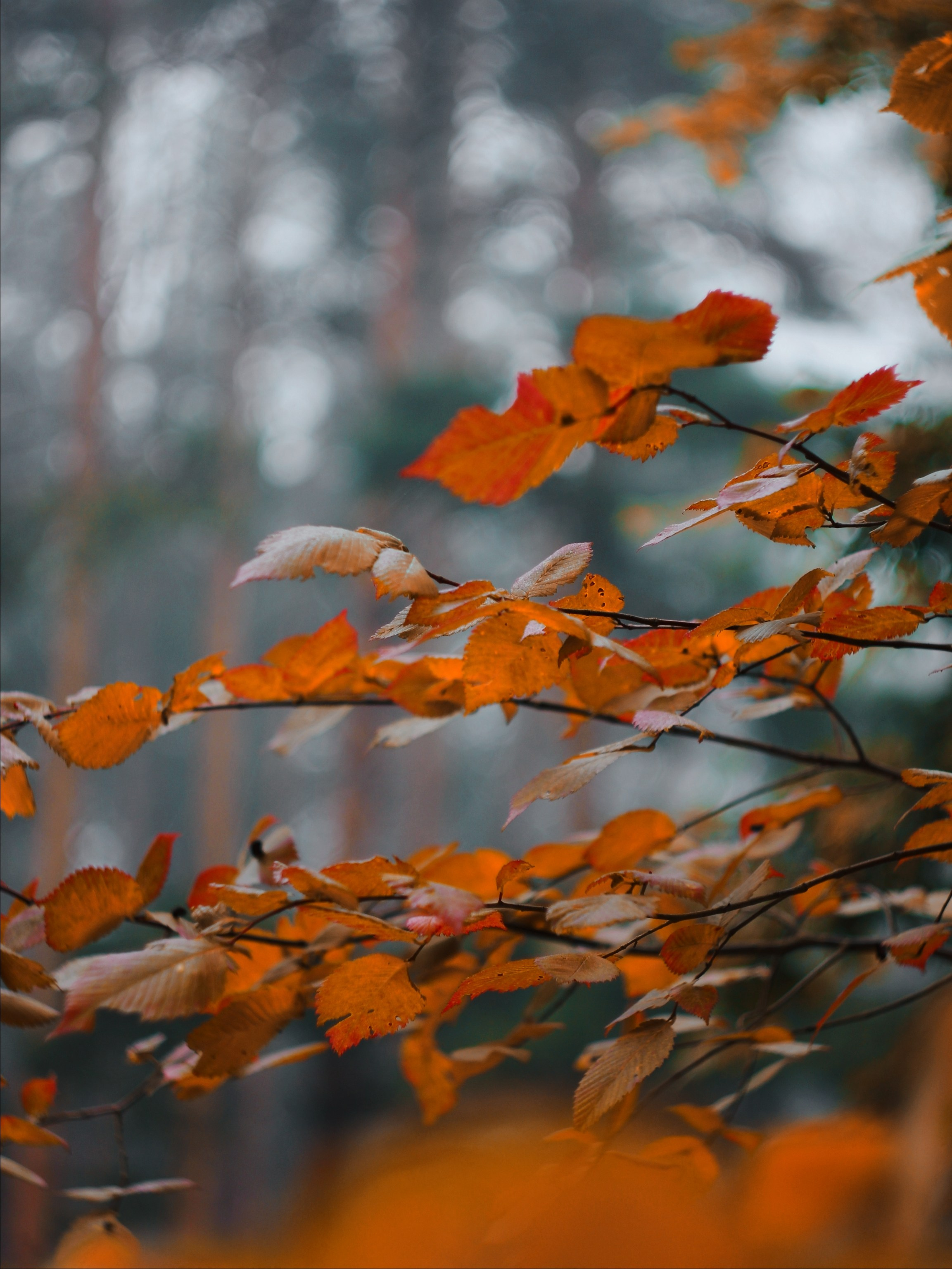Меланхолия августа. С любовью, фотохудожник