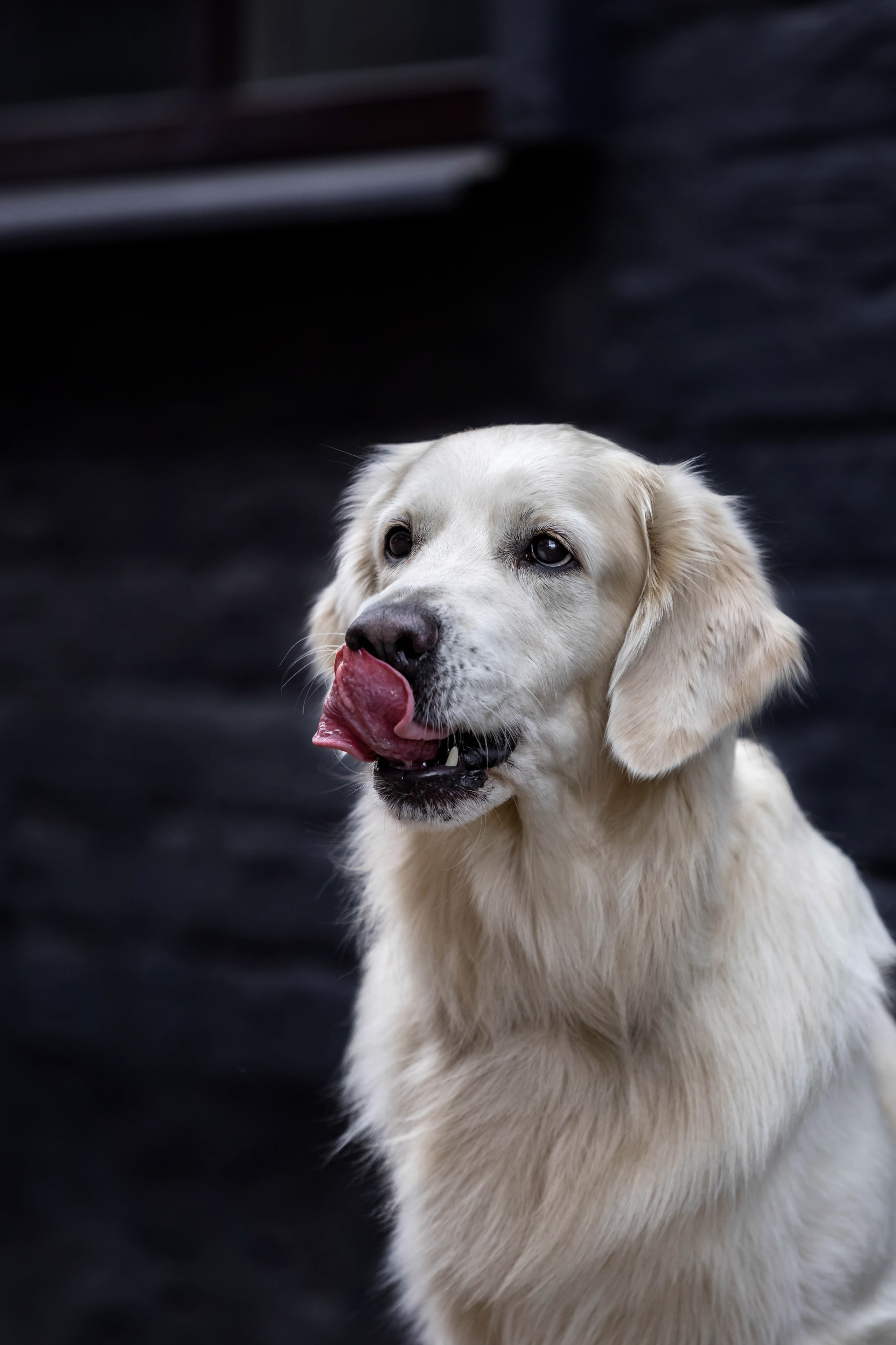 Голден. Https://moshkovaphoto.ru/