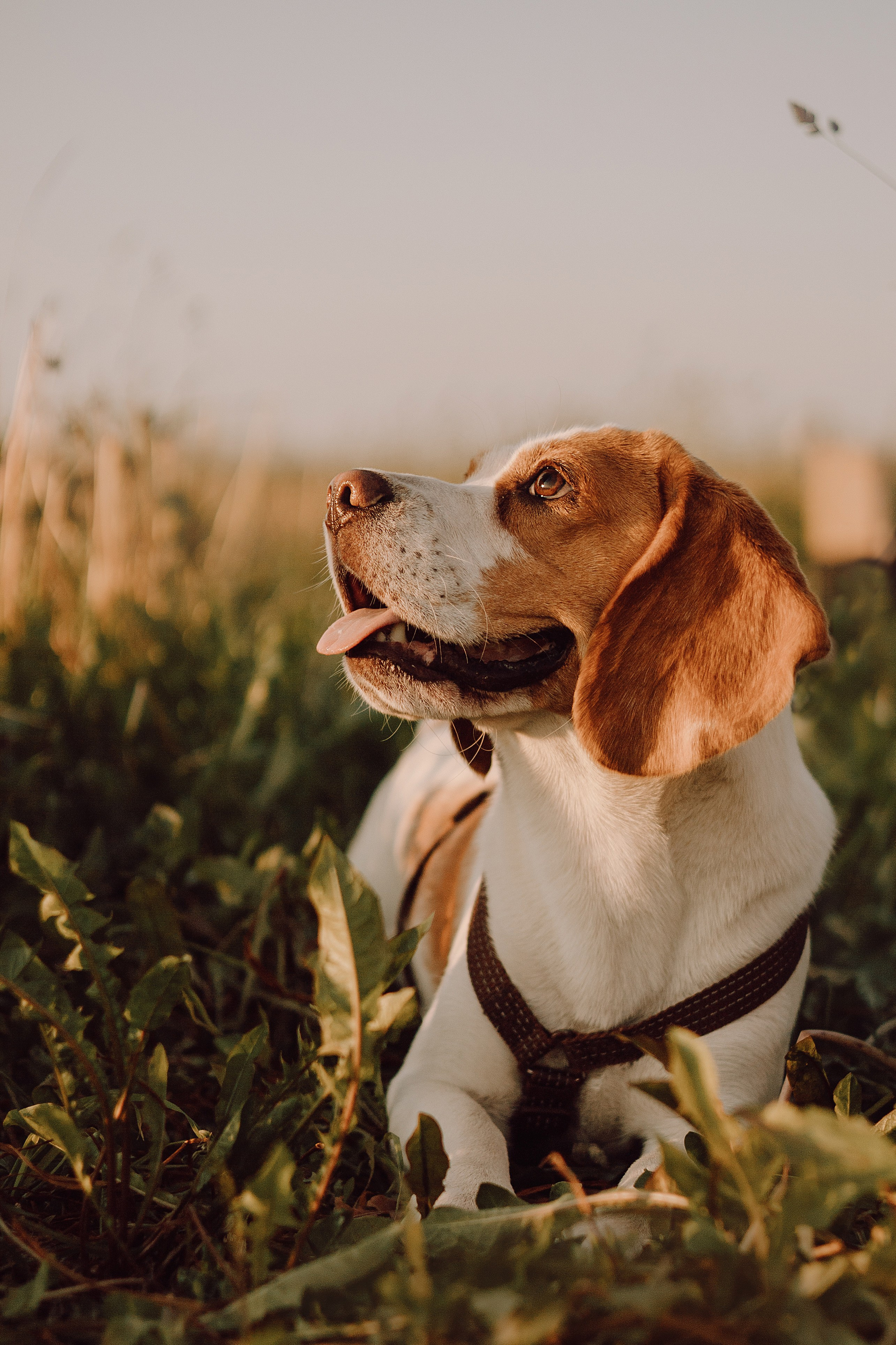 Мартин и его семья. Фотограф — анималист •love-story•|Санкт-Петербург