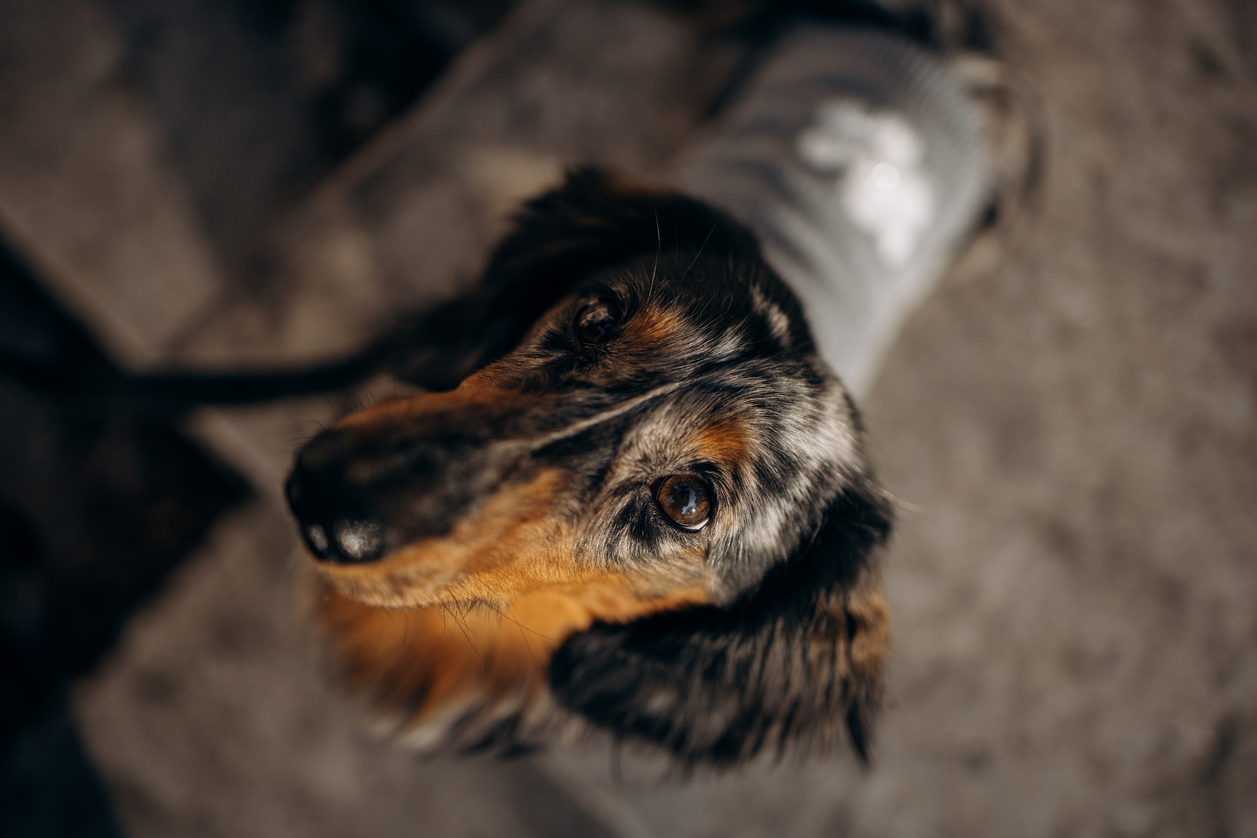 Одна прогулка из жизни Бимы. Семейный фотограф Питер •love-story•|Санкт-Петербург