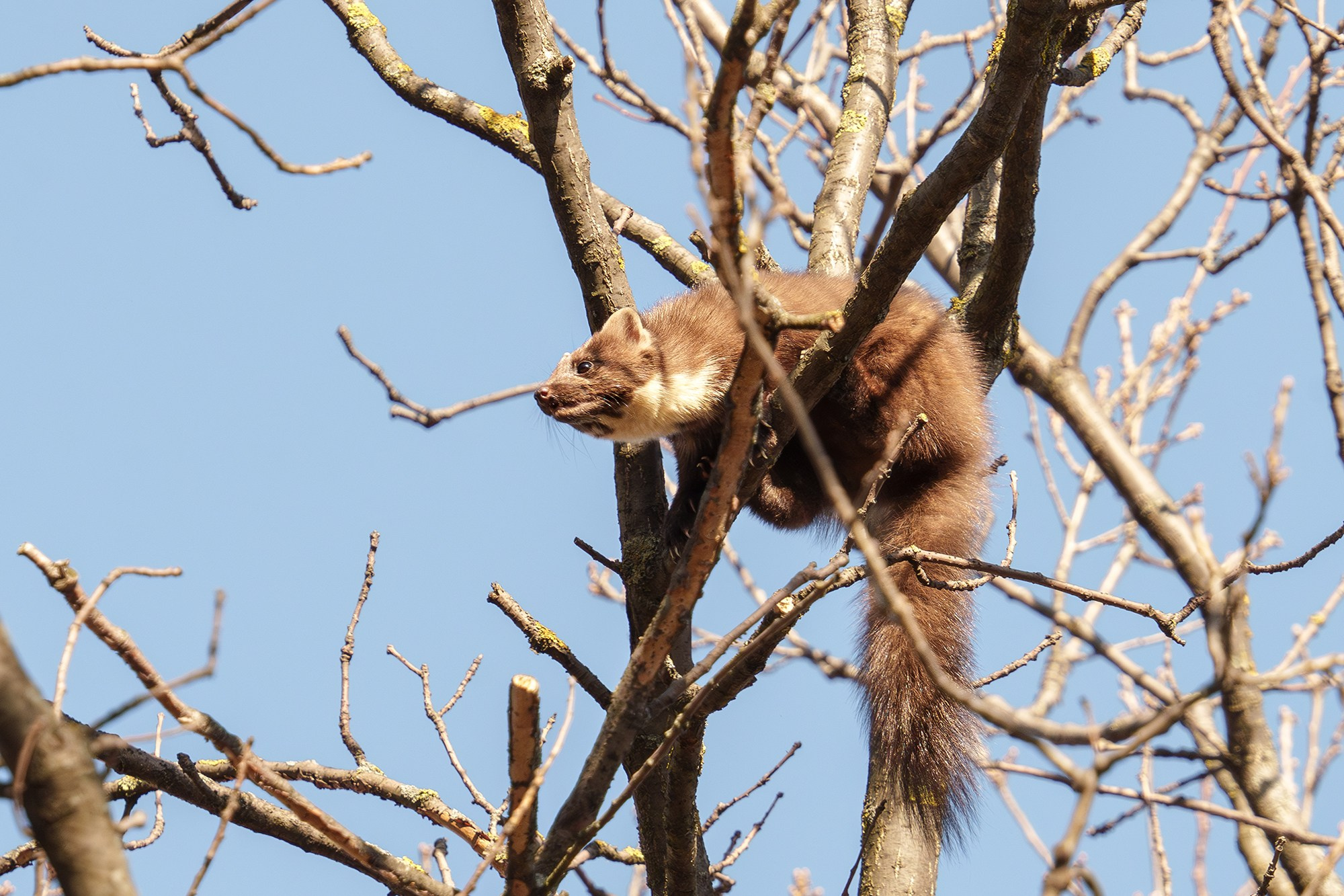 Животные. Ваш личный фотограф Марина Волкова