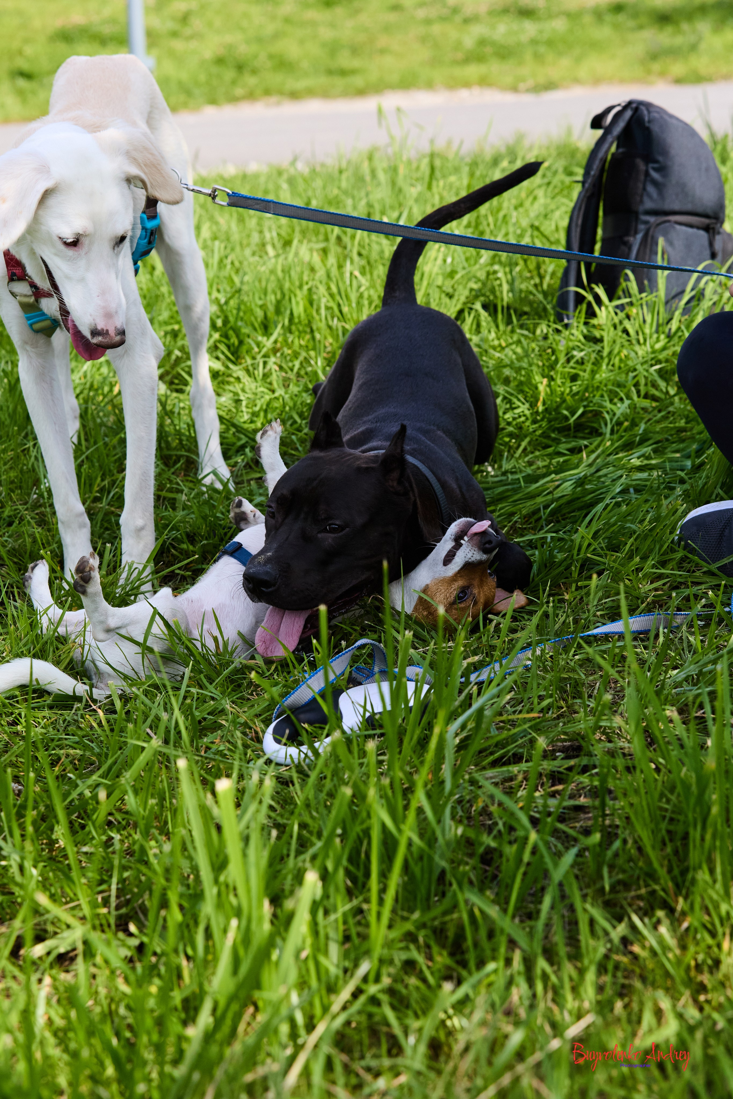 Проект фотопрогулка с хвостиком. Buyvolenko Andrey