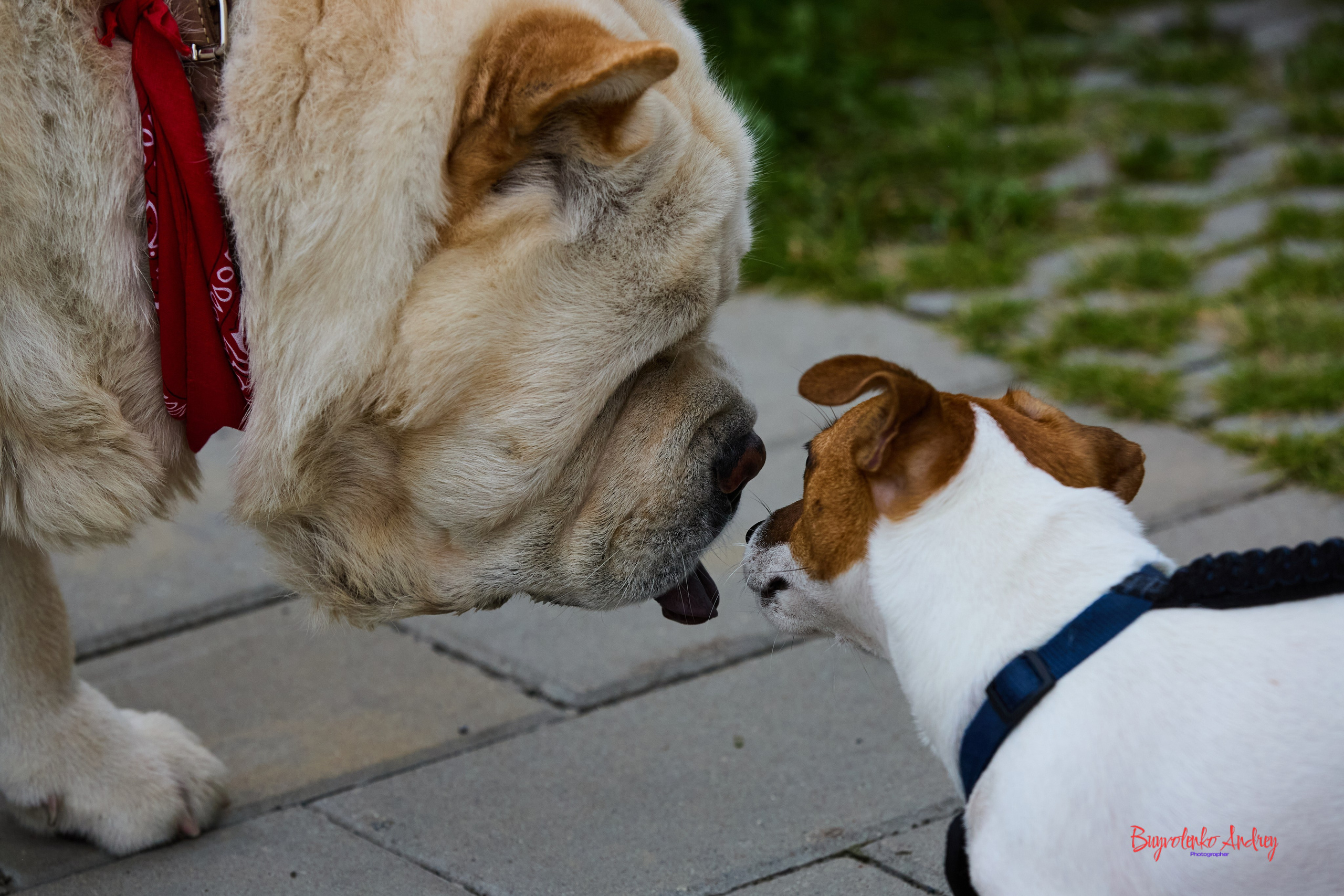 Проект фотопрогулка с хвостиком. Buyvolenko Andrey