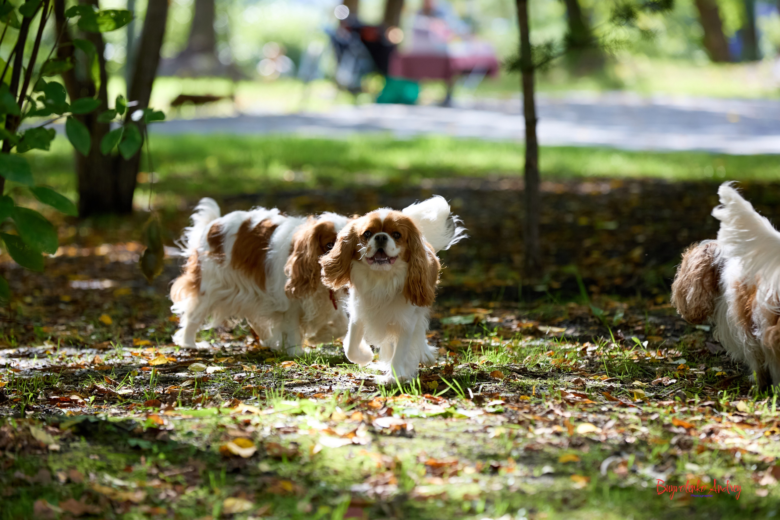 Фотопрогулка с кавалерами. Buyvolenko Andrey