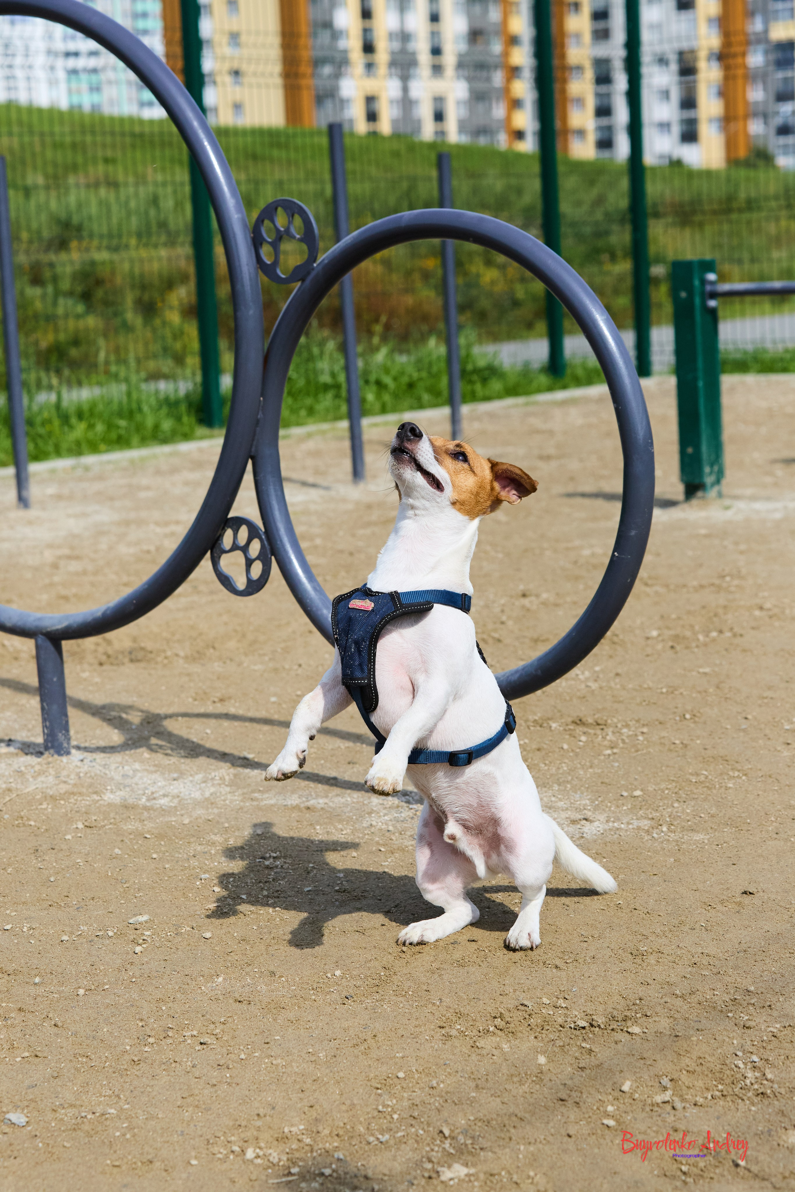 Проект фотопрогулка с хвостиком. Buyvolenko Andrey