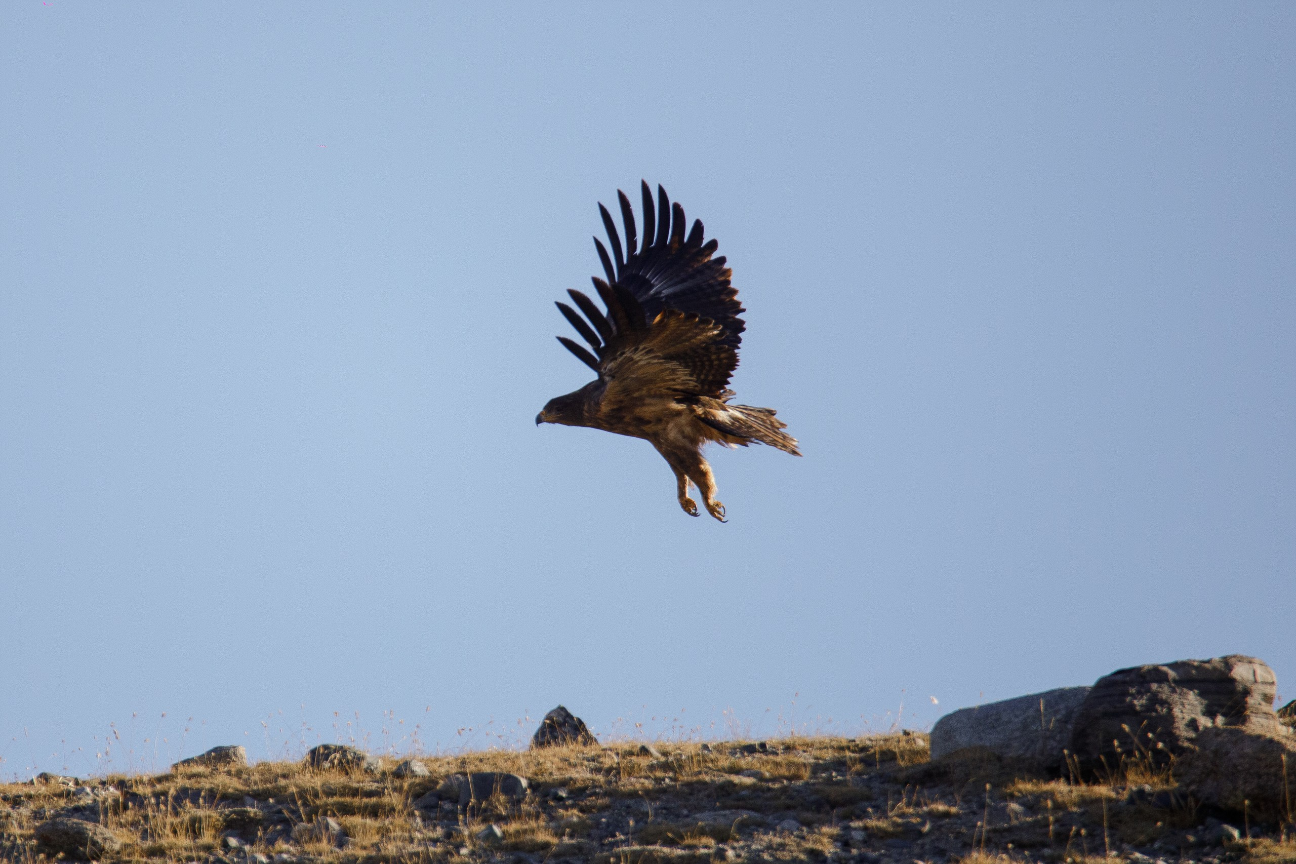 Монголия. Фотограф в Красноярске Нерозя Александр. Пейзаж, природа, портрет