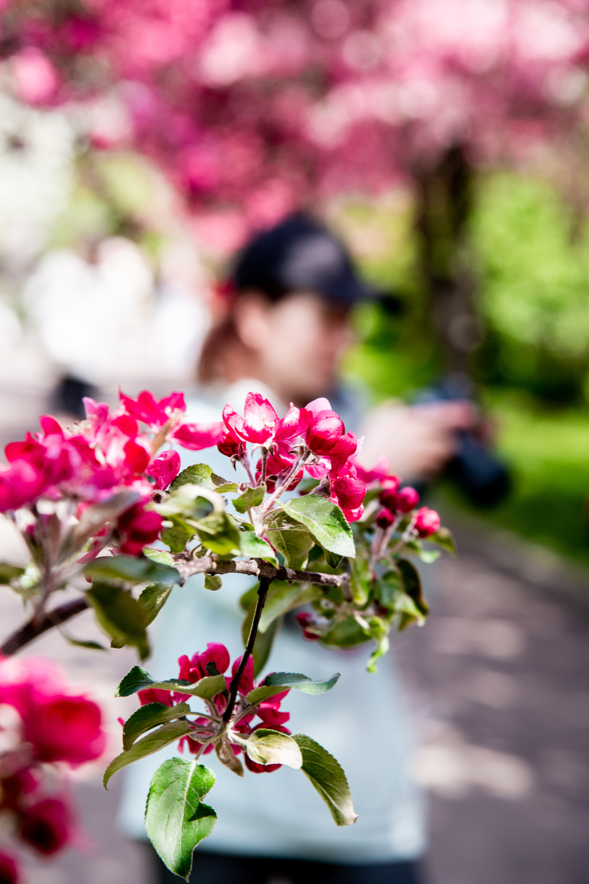 Лиза и Вера в розовом цветении. Фотограф в Москве и Московской области