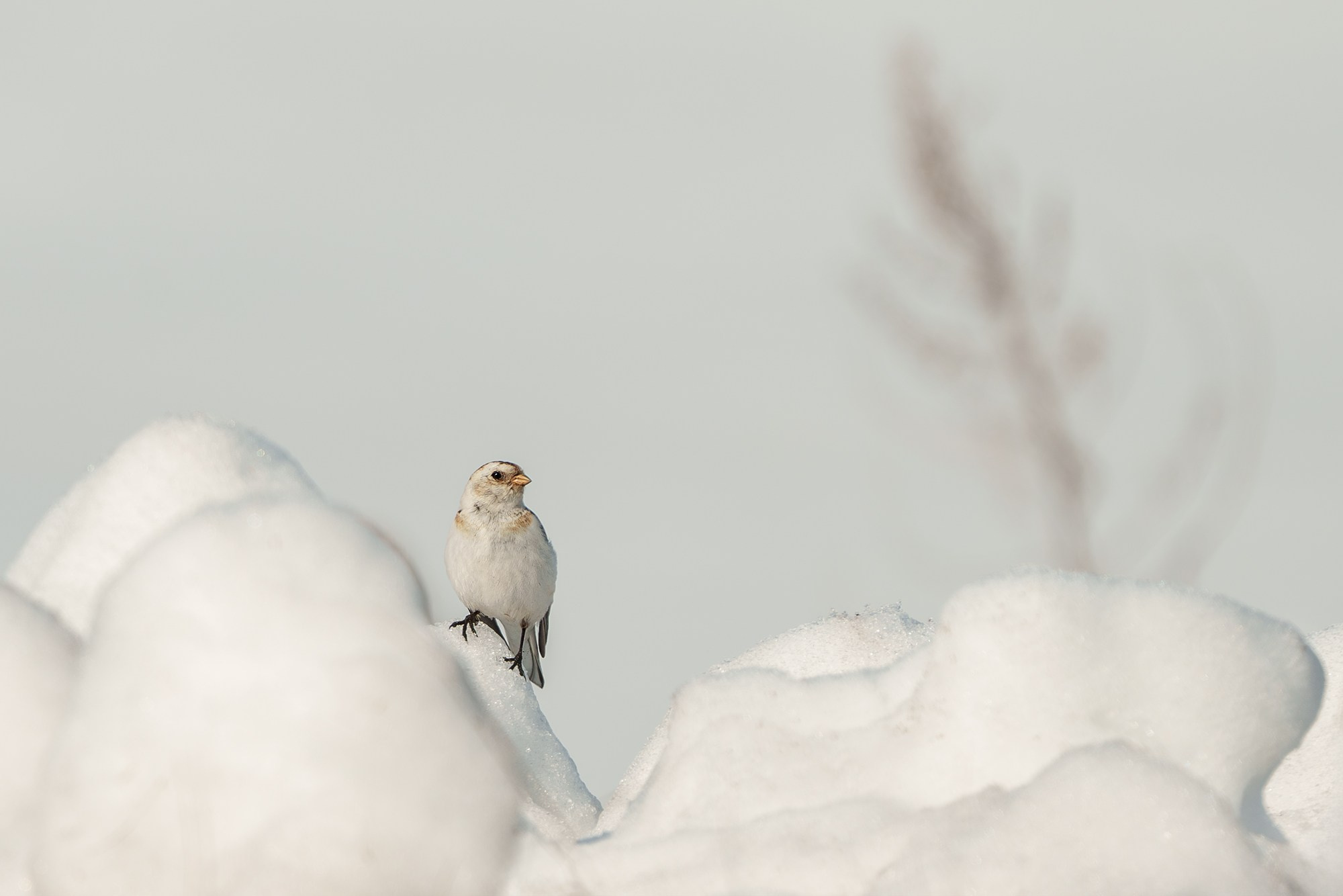Удивительные мир птиц. Вокруг нас столько прекрасного — присмотритесь!. Ваш личный фотограф Марина Волкова