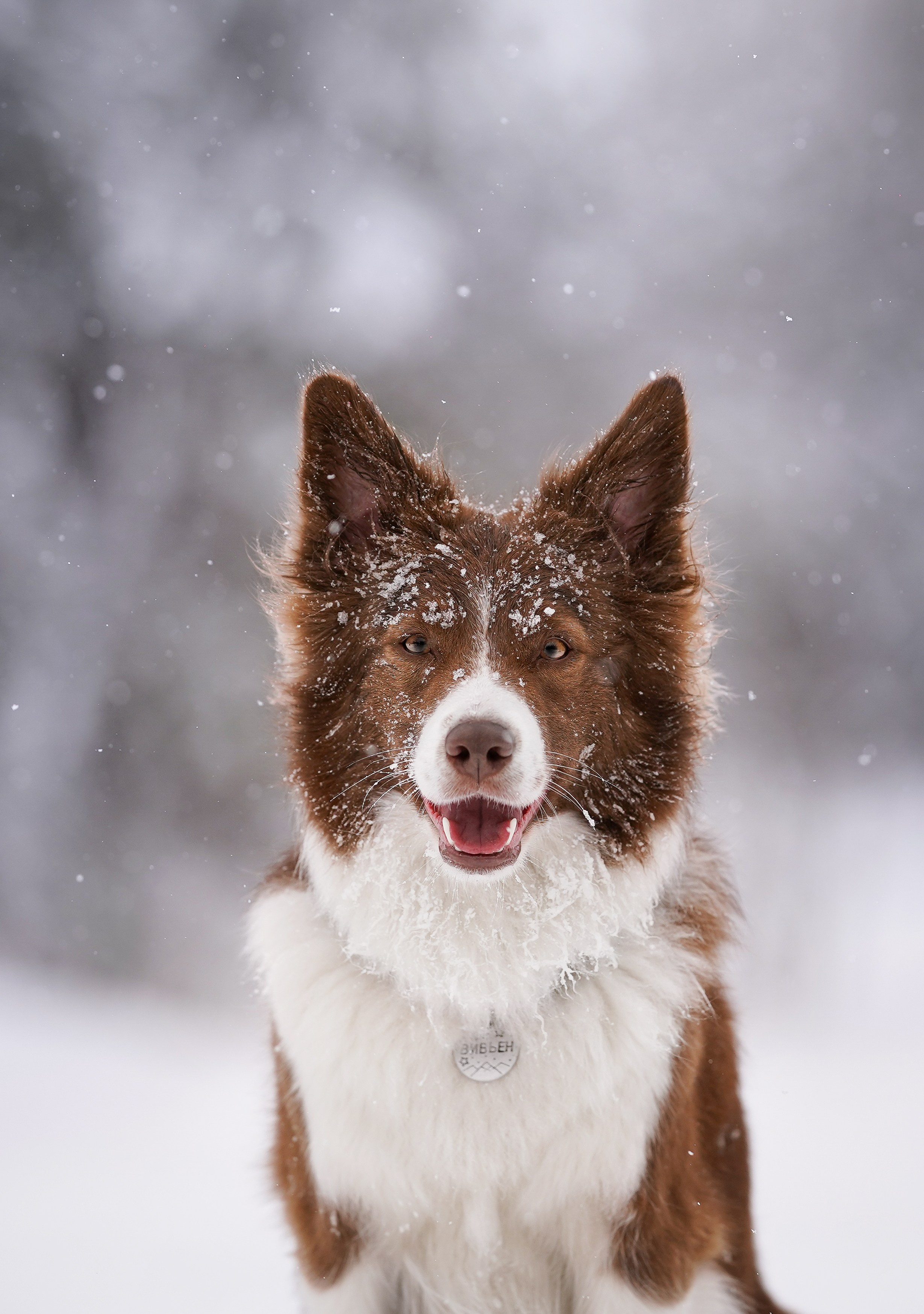 Красно-рыжая банда. Фотограф-анималист в Санкт-Петербурге Яна Мартынова