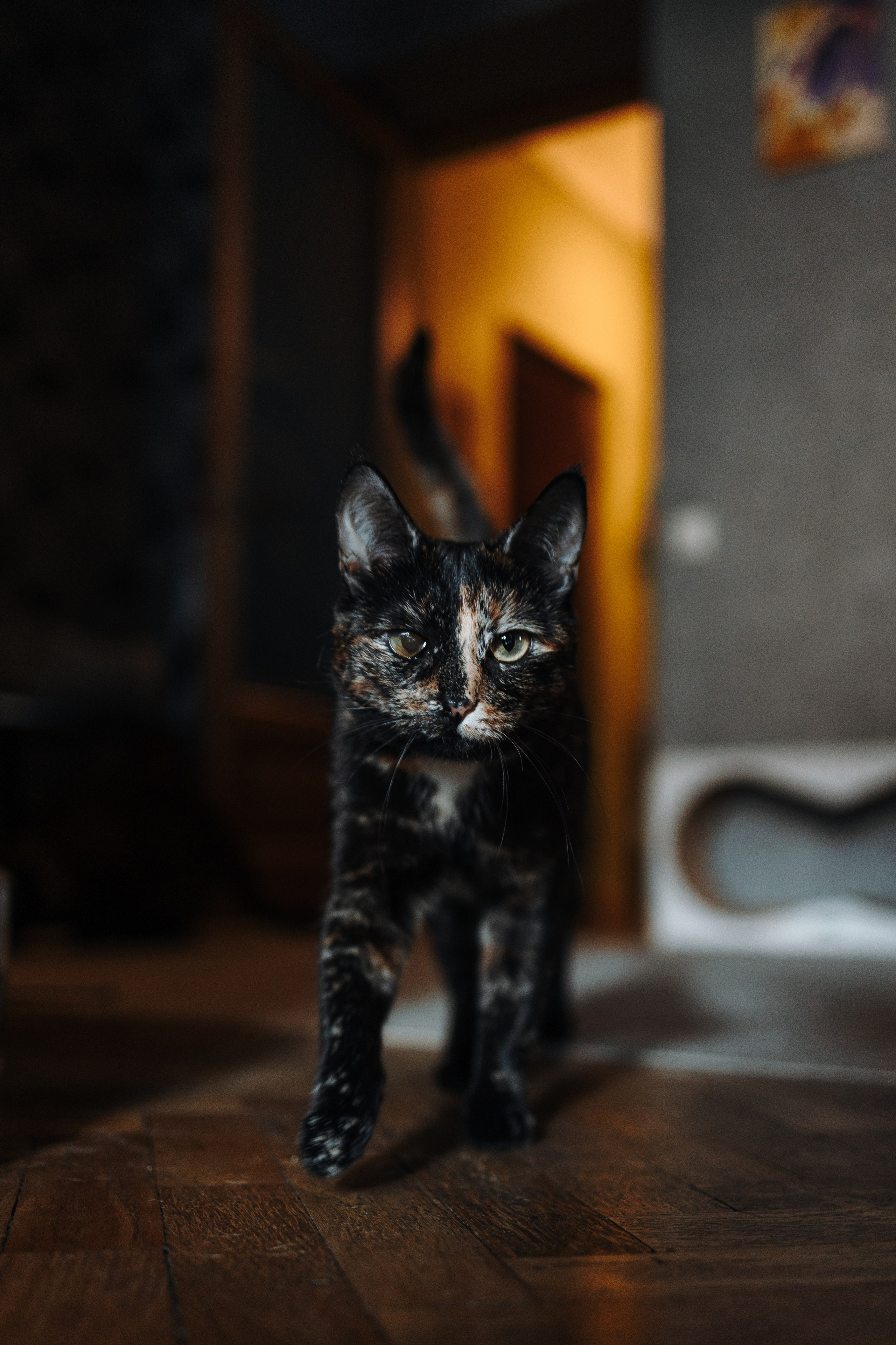 Саша и ее хвосты. Фотограф — Анималист | Санкт-Петербург