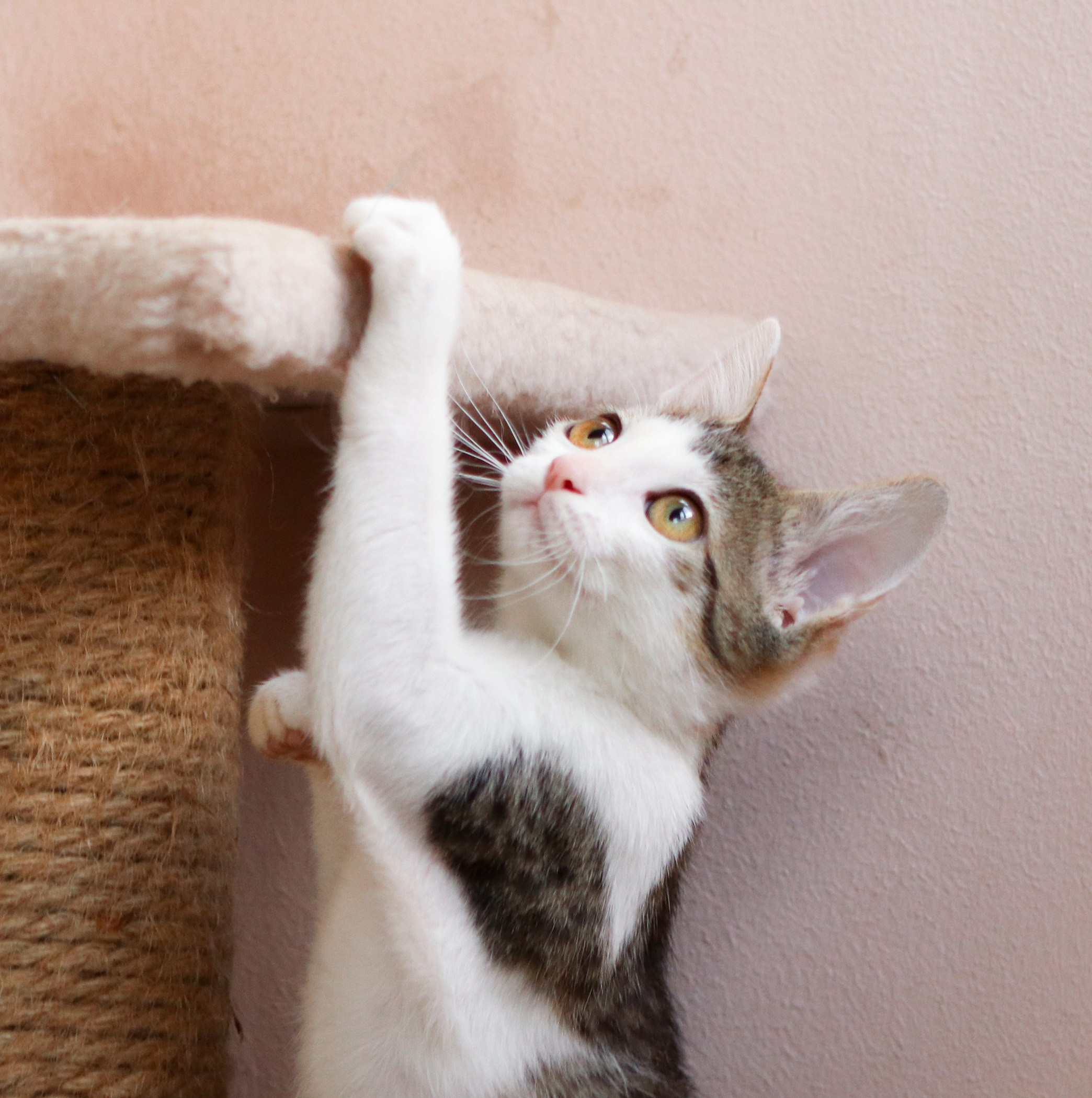 Кошки. Фотограф-анималист Полина Колкова | Москва