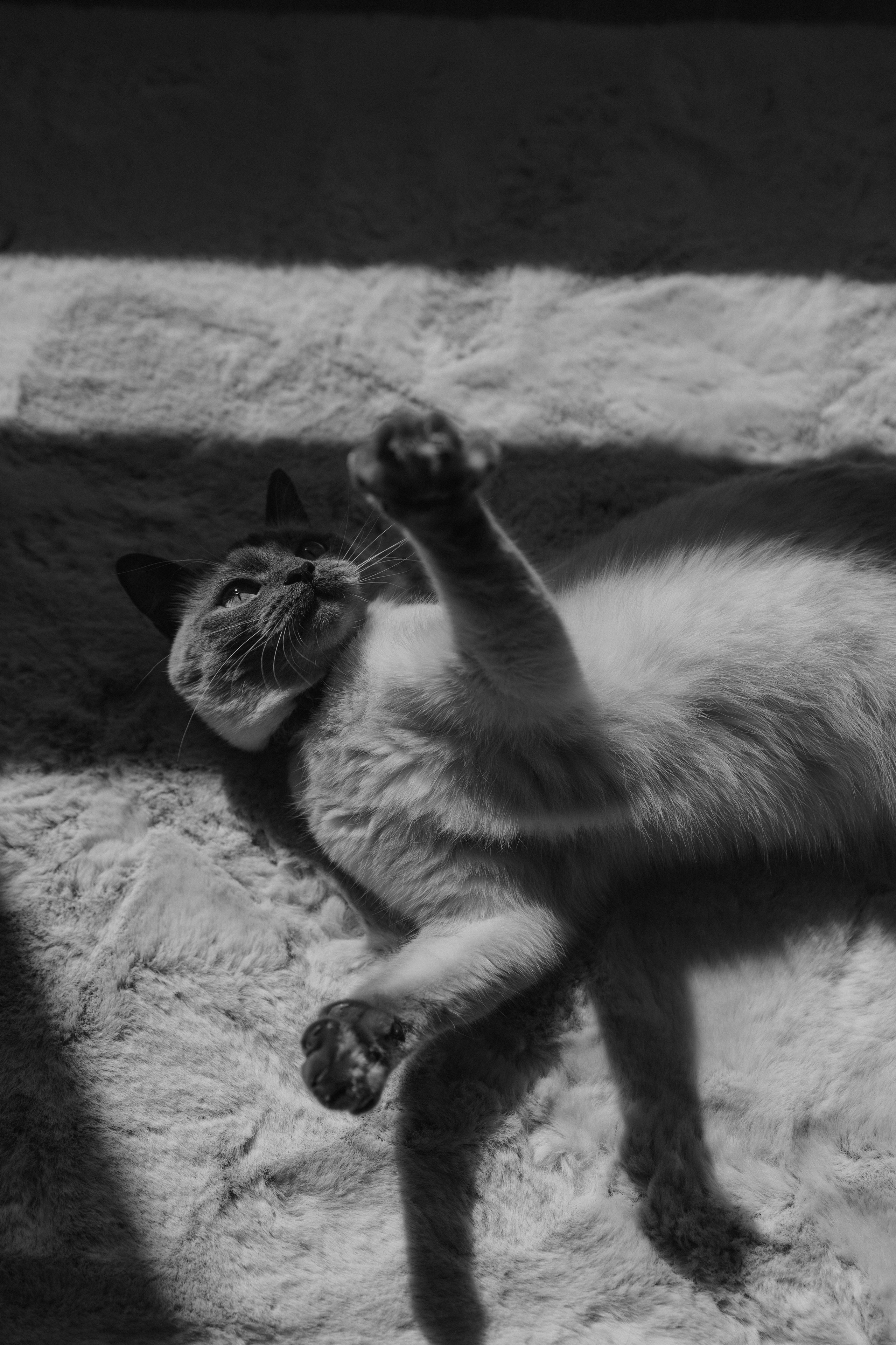 Бэлла, Деми и Луна. Фотораф — анималист Мария Шистка