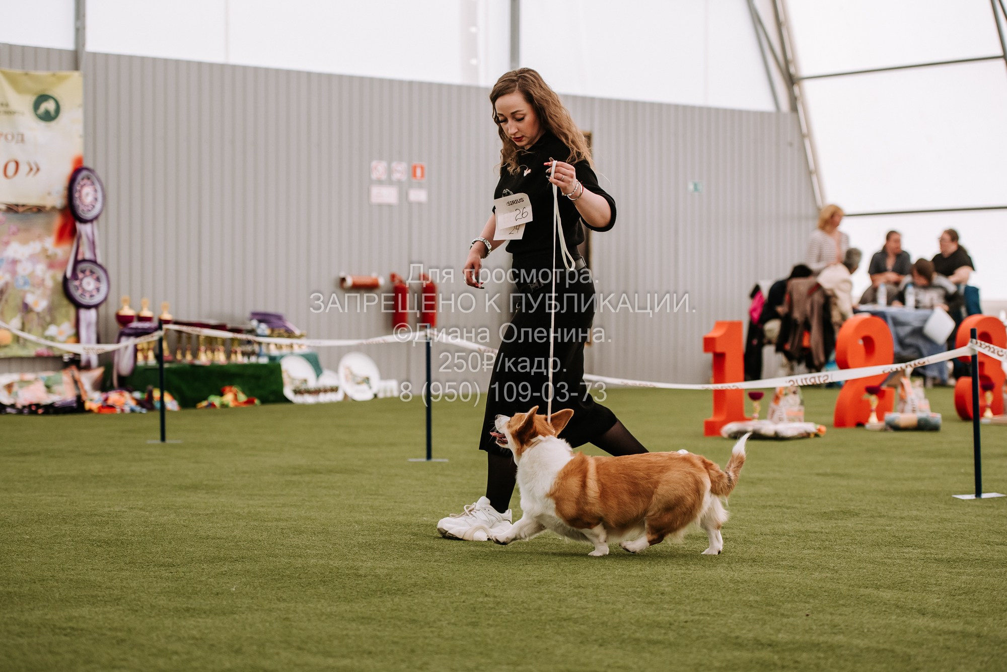 Выставка собак Красноярск 2.06. Фотограф Диана Оленина Красноярск / Братск