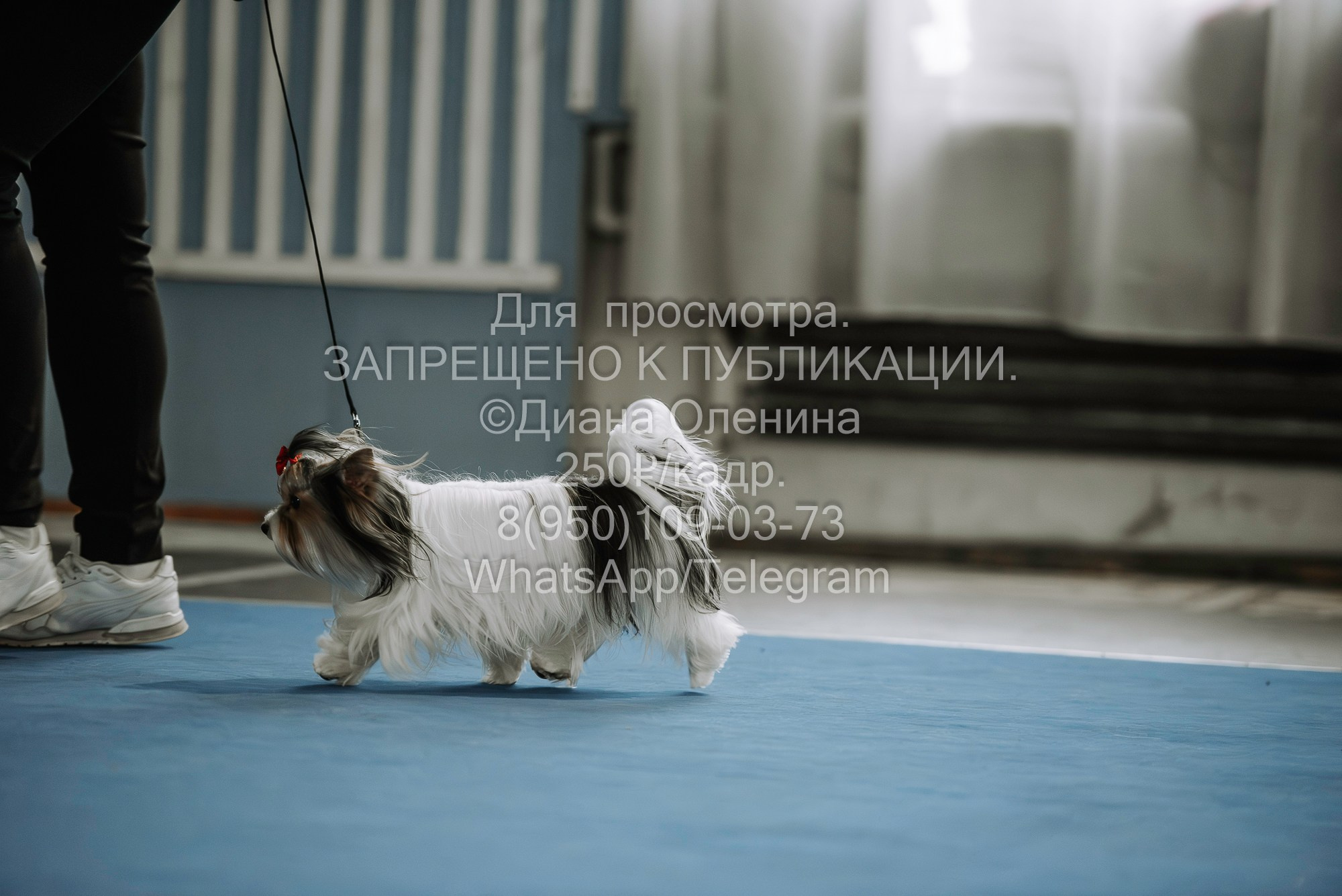Выставка собак Красноярск 29.10.2023. Фотограф Диана Оленина Красноярск / Братск