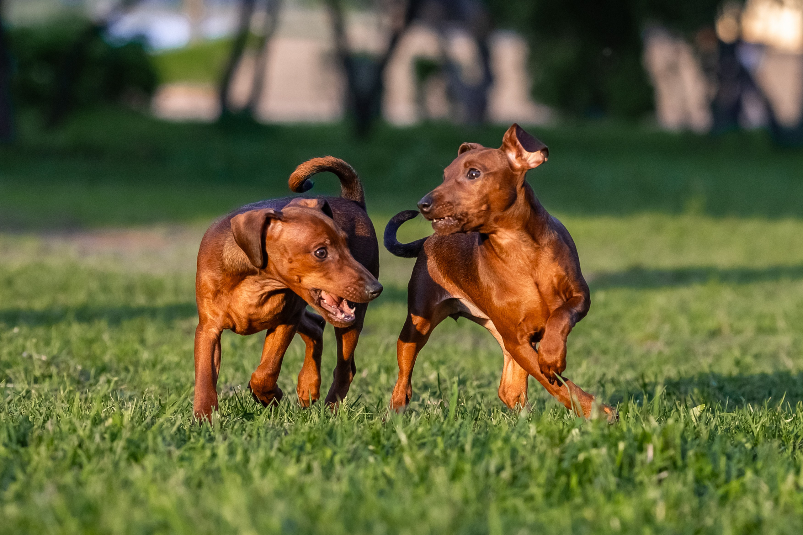Пинчерята. Фотограф анималист Аня Ливанова | Рыбинск