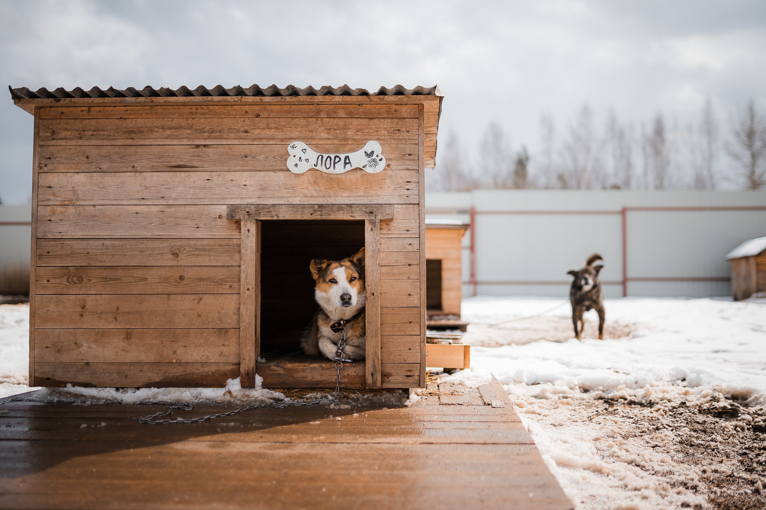 Лора. Улыбка собаки — спасение и пристройство бездомных собак