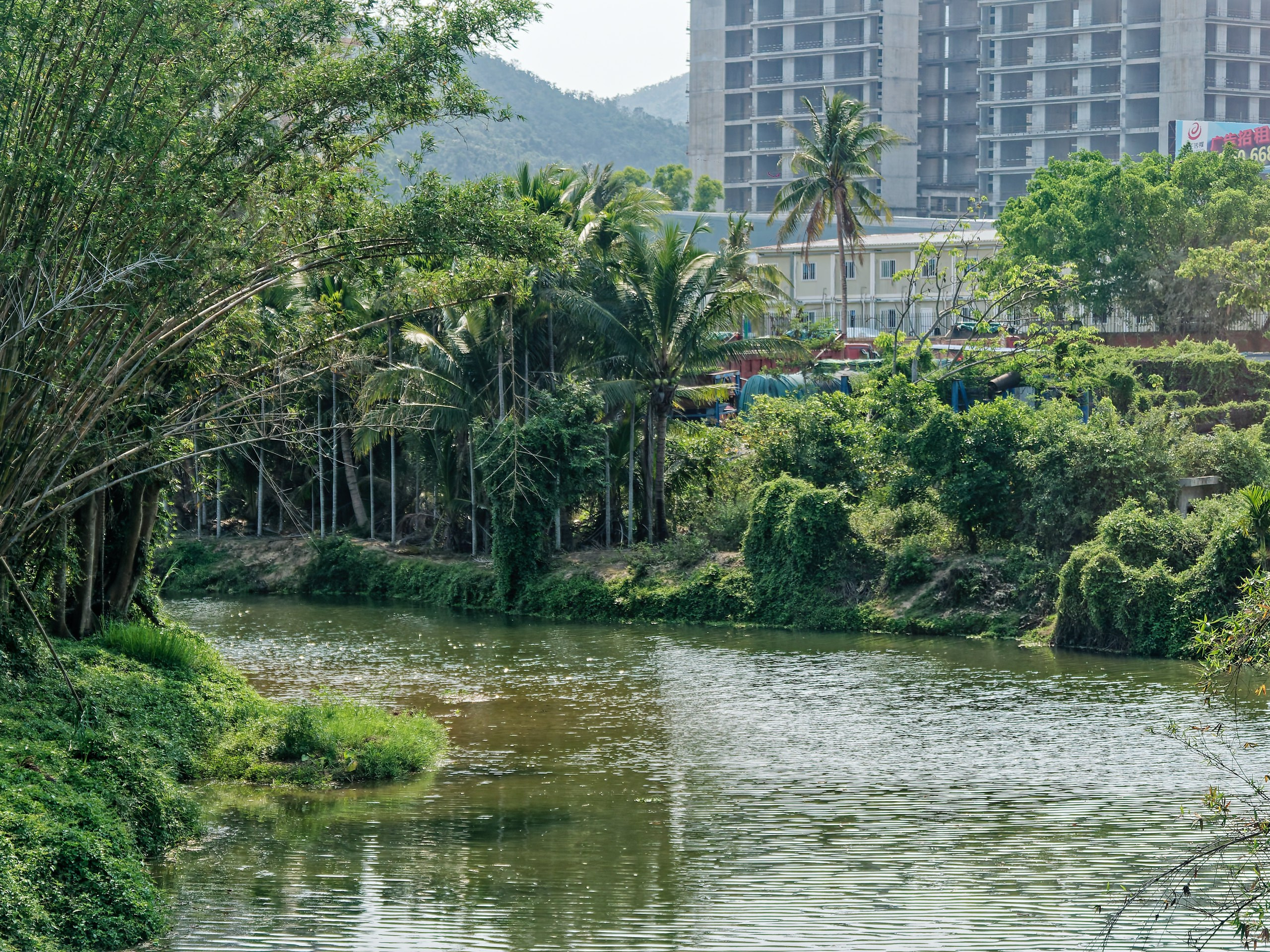 Хайнань 2026, флора, цветы и деревья. Фотопрогулки по Миру