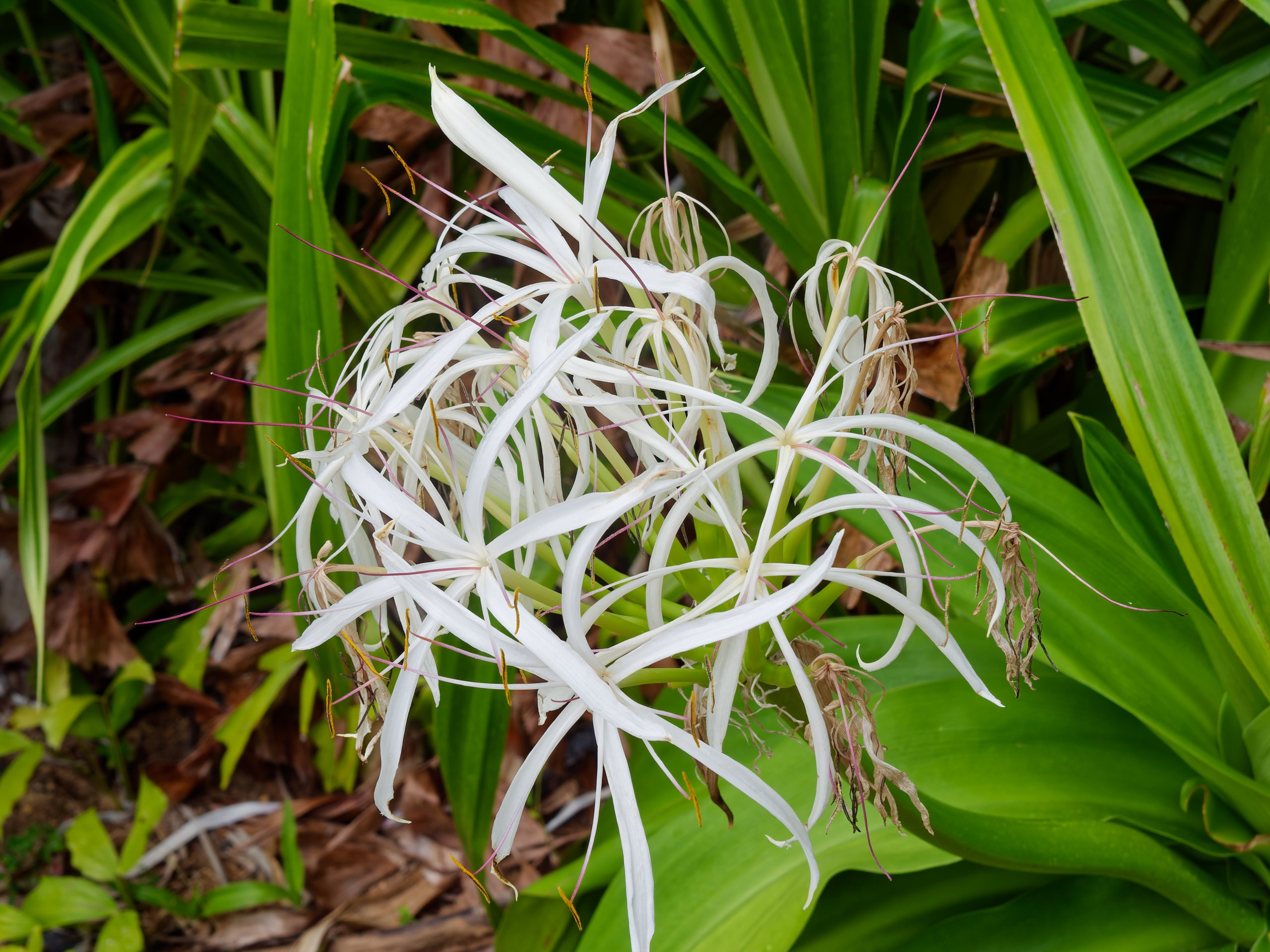 Хайнань 2026, флора, цветы и деревья. Фотопрогулки по Миру