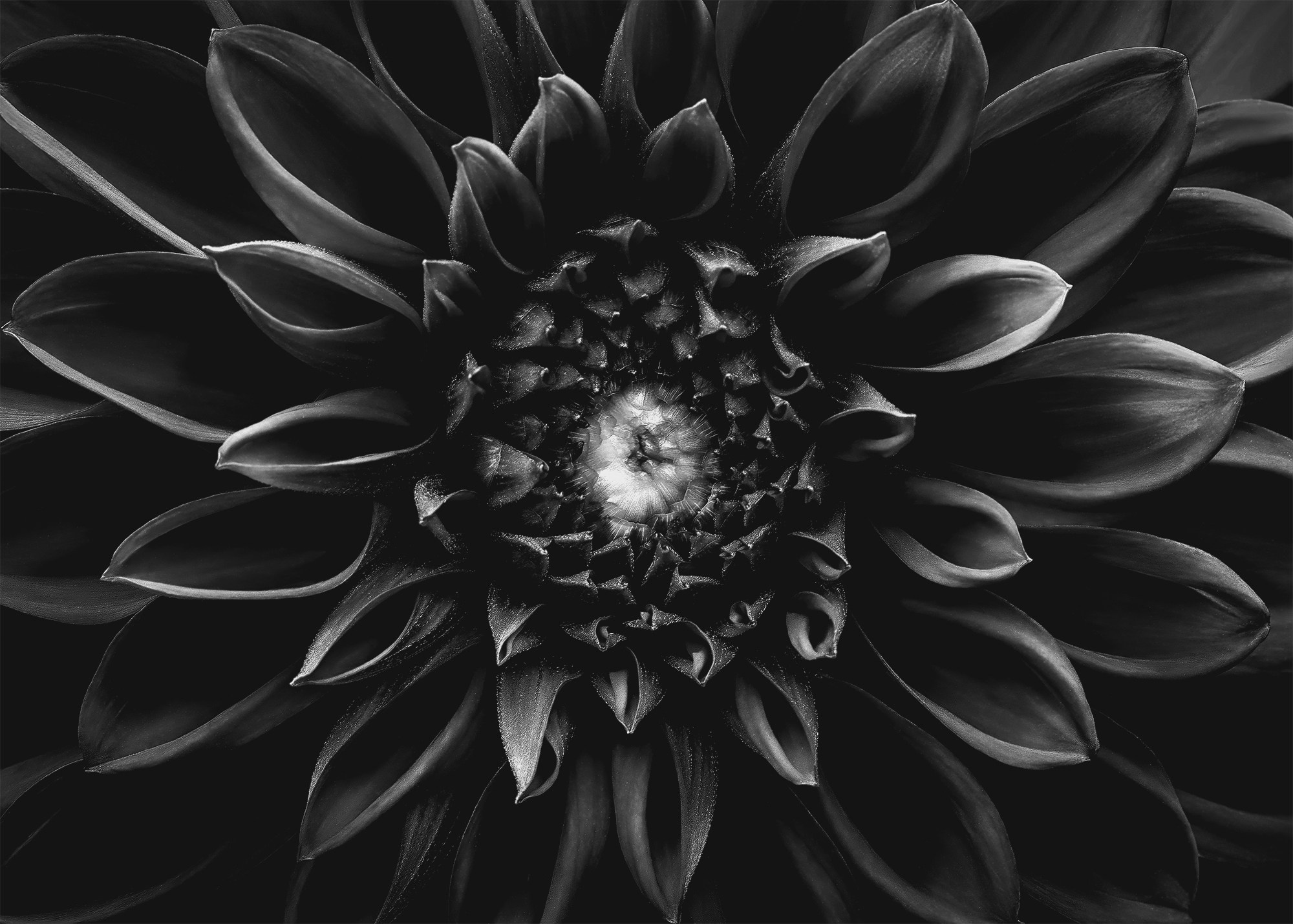 MONOCHROME GARDEN. Eirene G |  Photoartist | Flowers from my garden