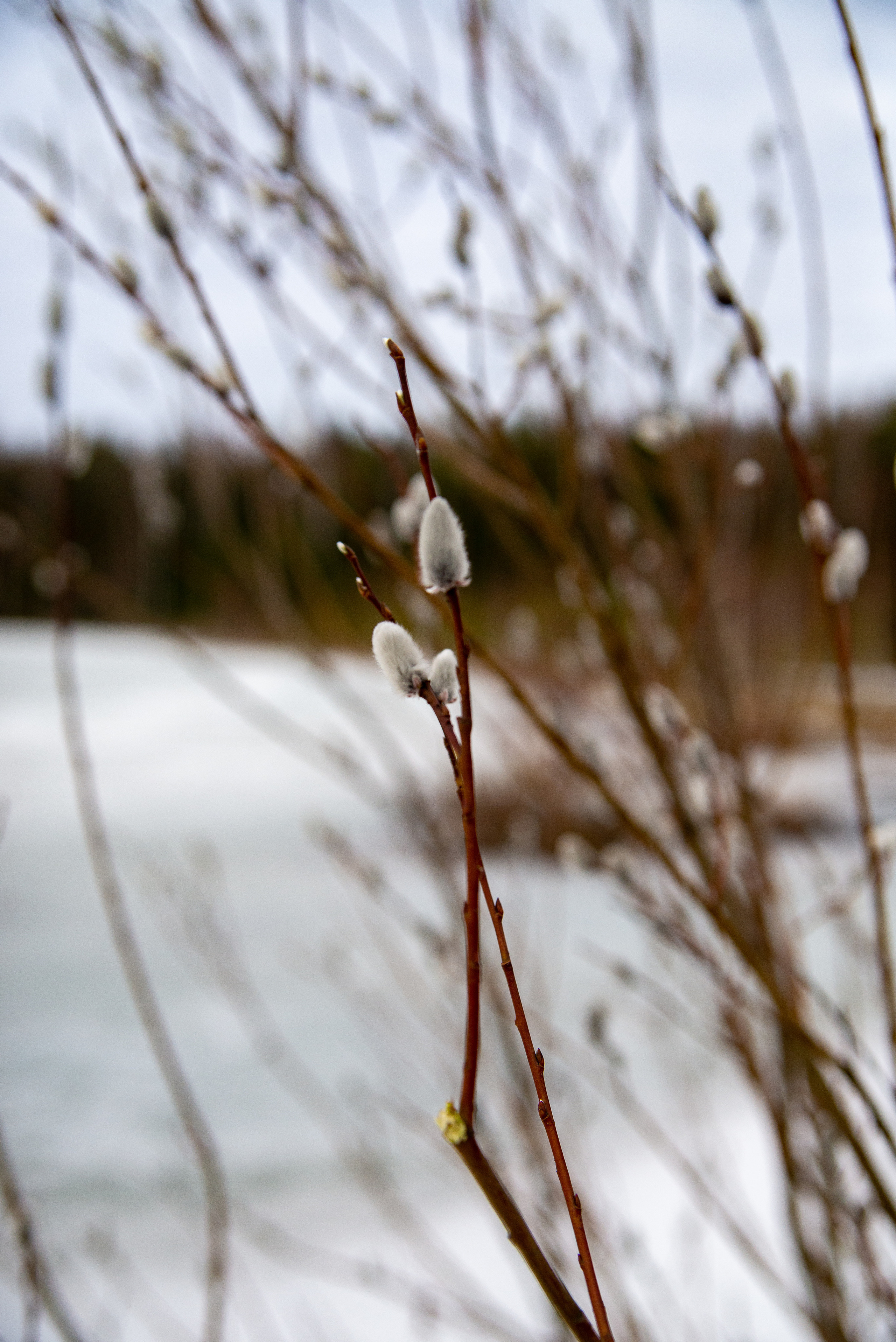 Animal photography. Family and wedding photographer in Frankfurt