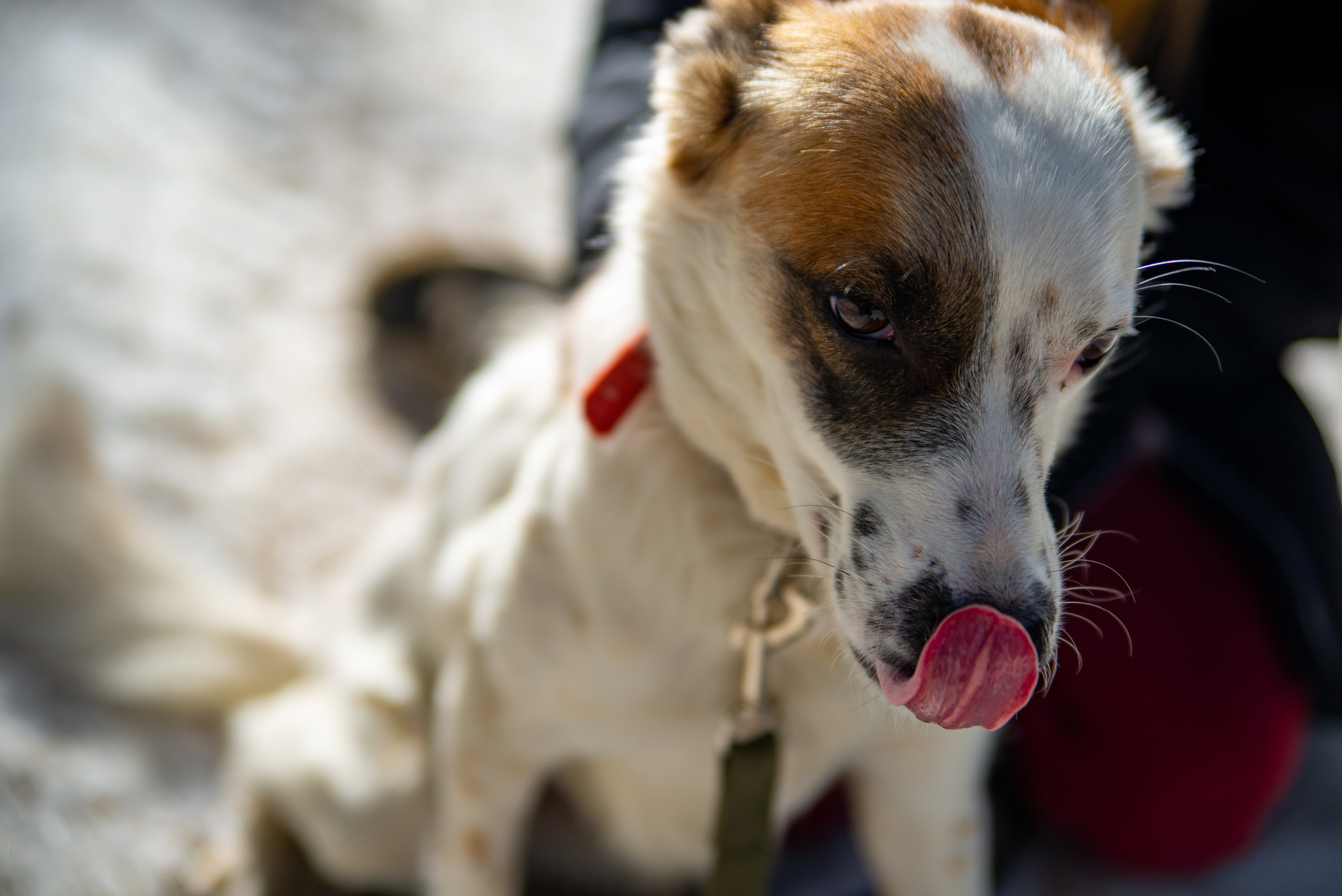 Animal photography. Family and wedding photographer in Frankfurt