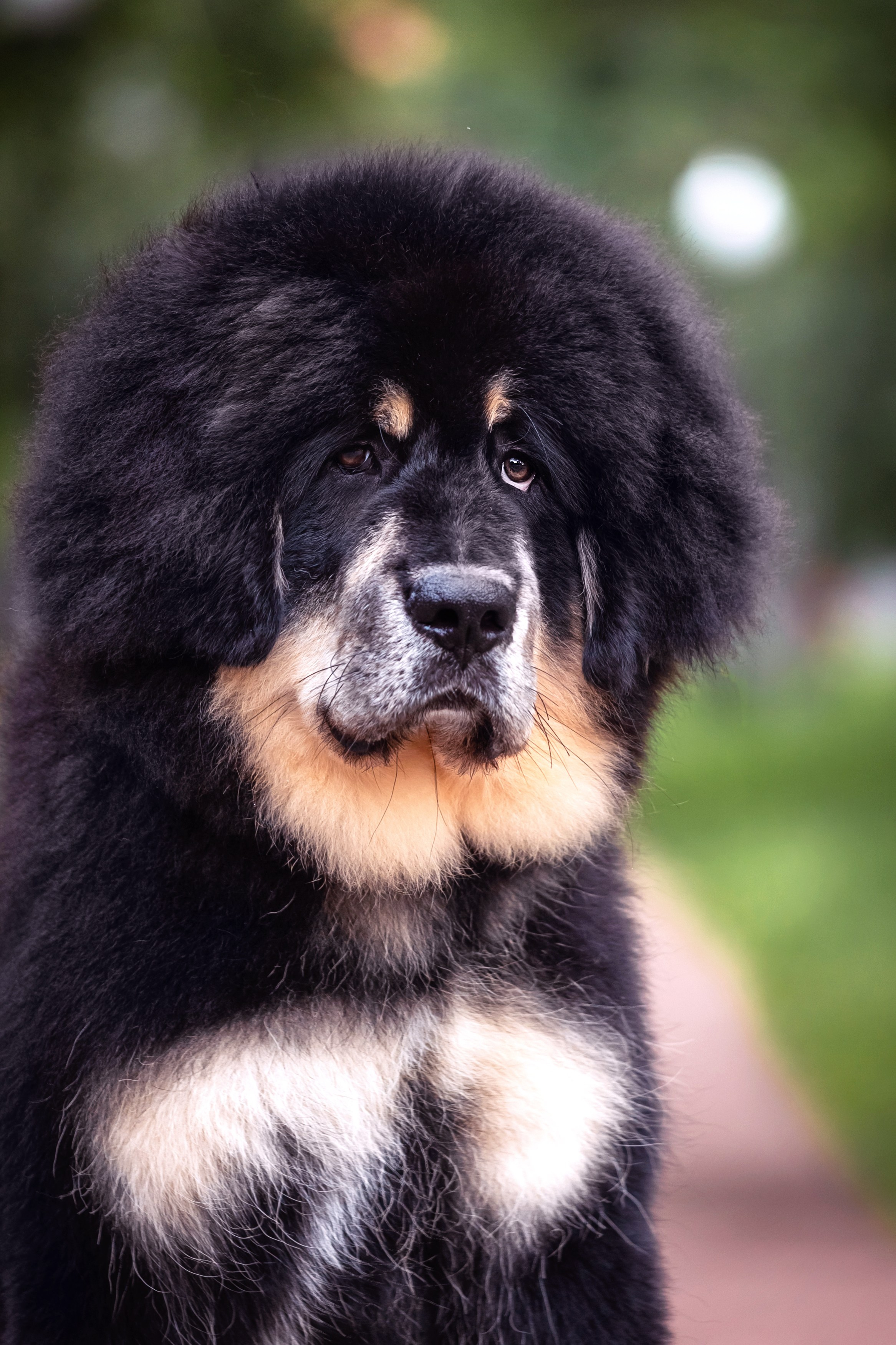 Лео. Фотограф анималист Аня Ливанова | Рыбинск