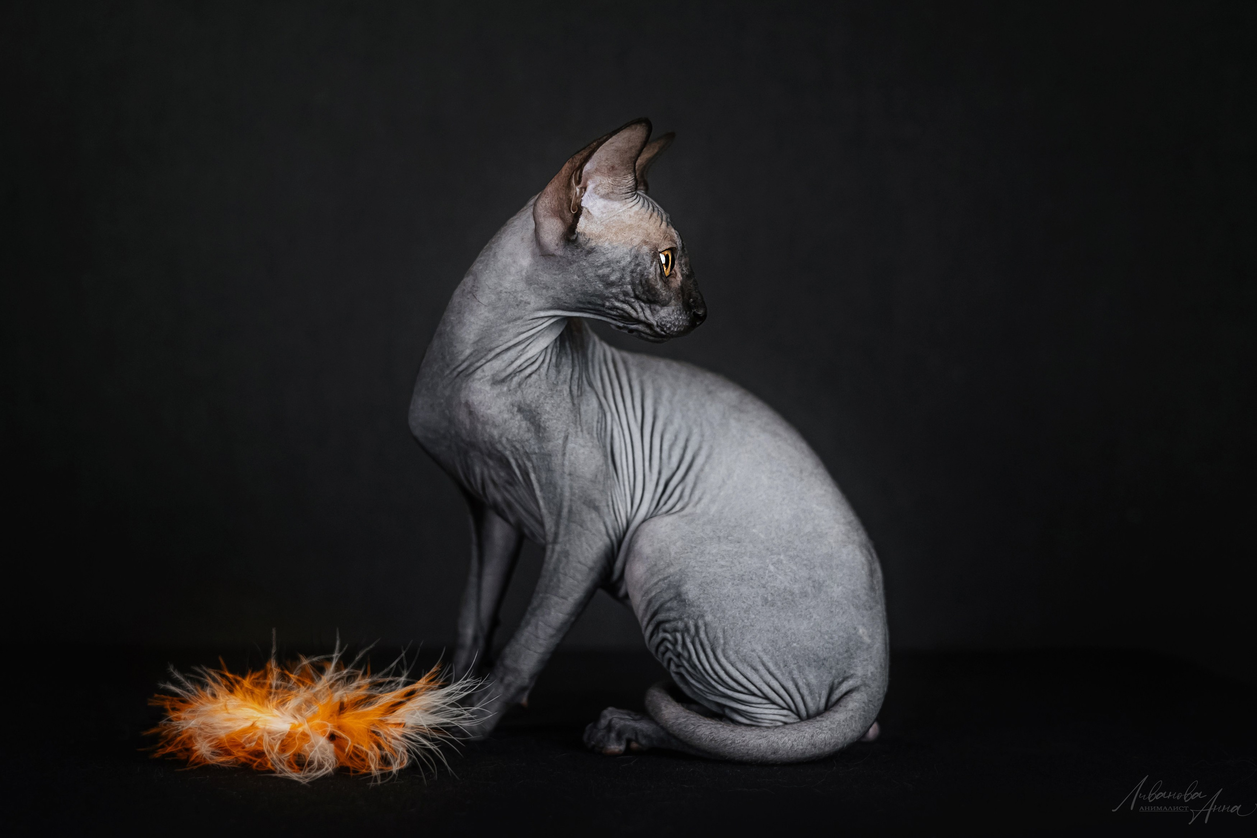 Сфинксы. Фотограф анималист Аня Ливанова | Рыбинск