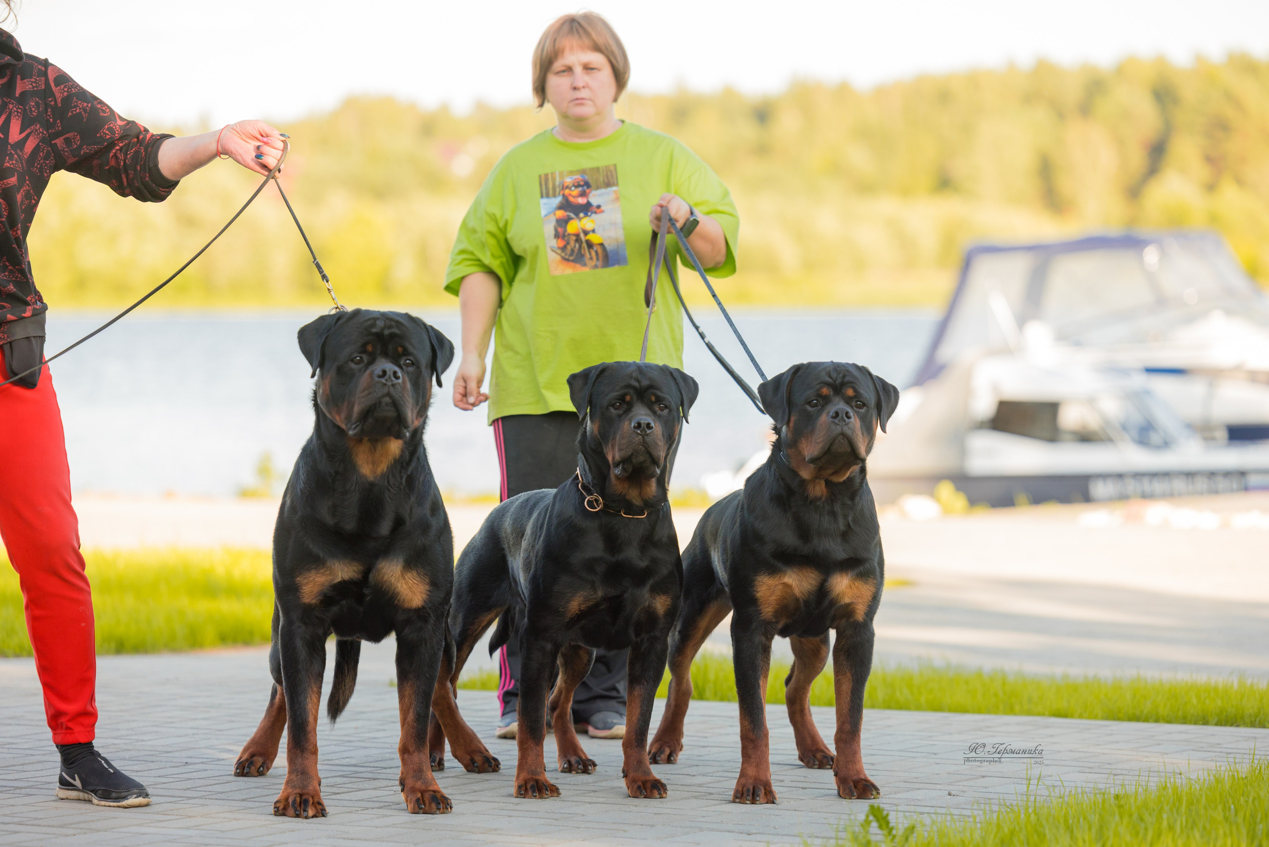 Тверь ротвейлеры 5-6.07.2025. Фотограф-анималист Юлия Германика