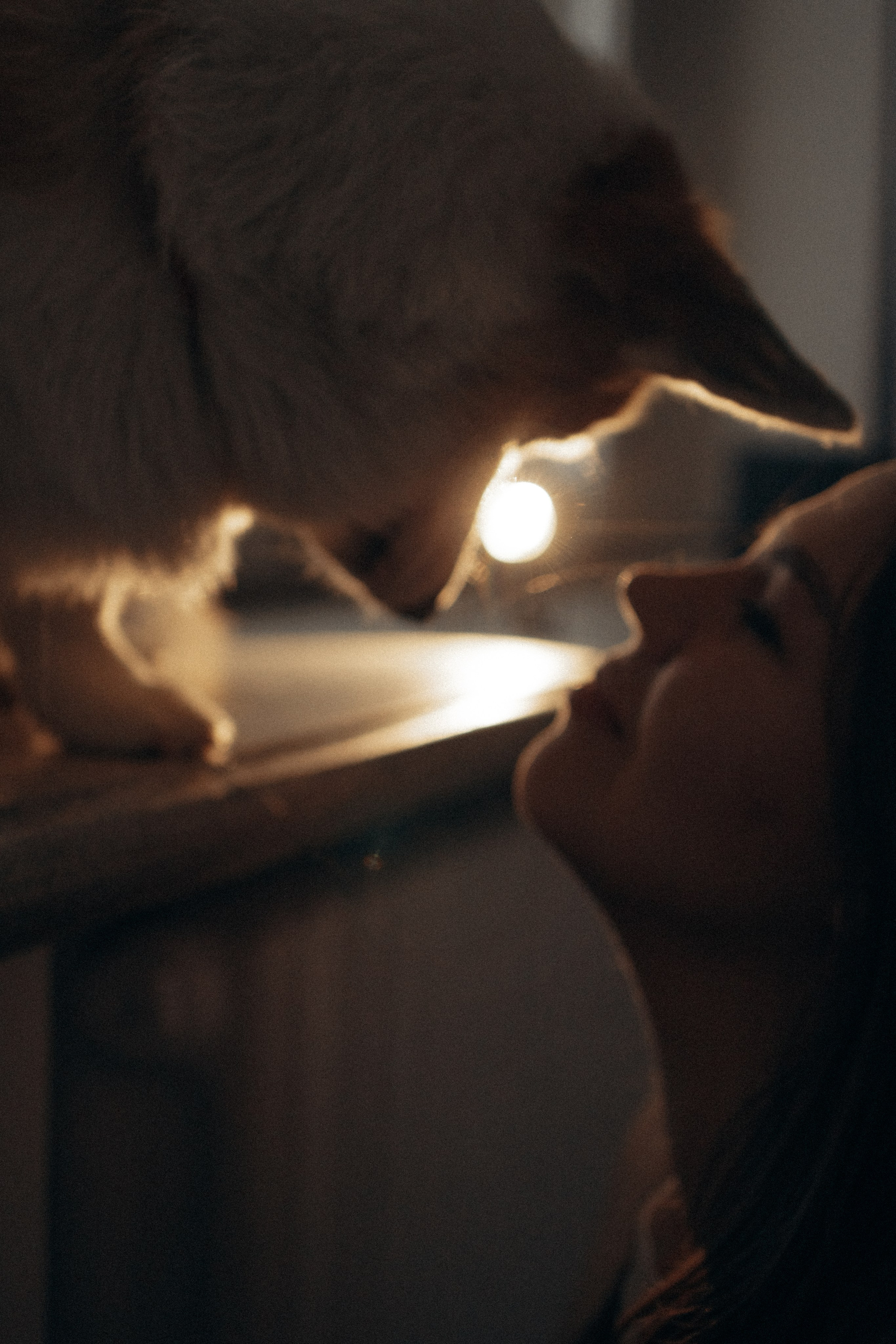 Ронни и Жанна. Фотораф — анималист Мария Шистка