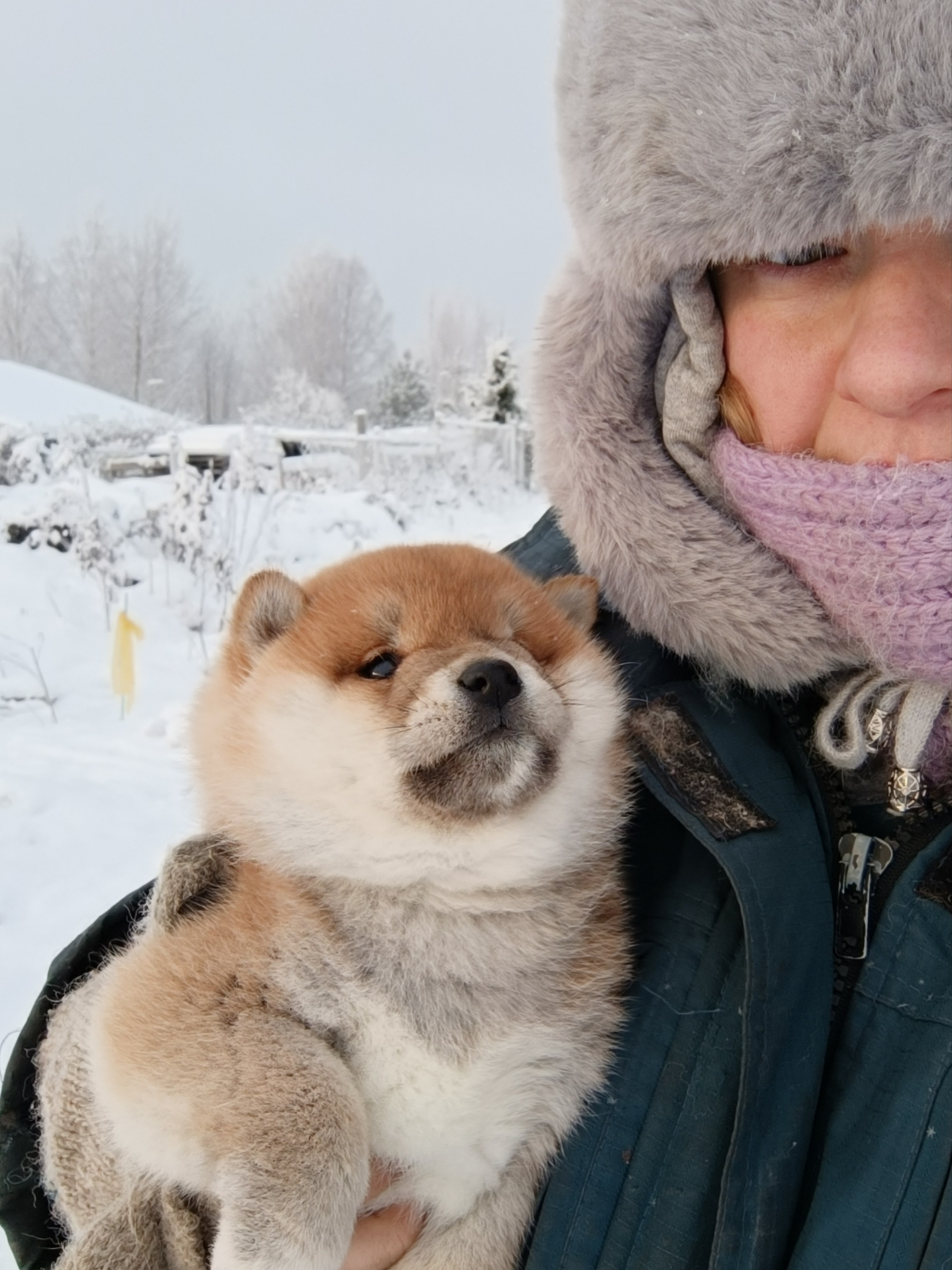 сиба питомник Рубилайт щенки на продажу rubylight  сиба щенки купить СПб Санкт-Петербург 