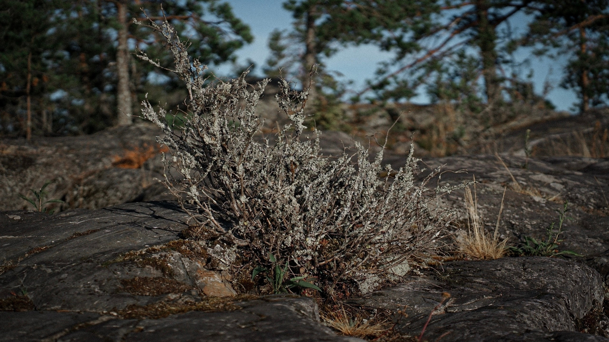 Ladoga skerries. Reign of silence. Portrait and reportage photographer Rezeda Iuzmeeva